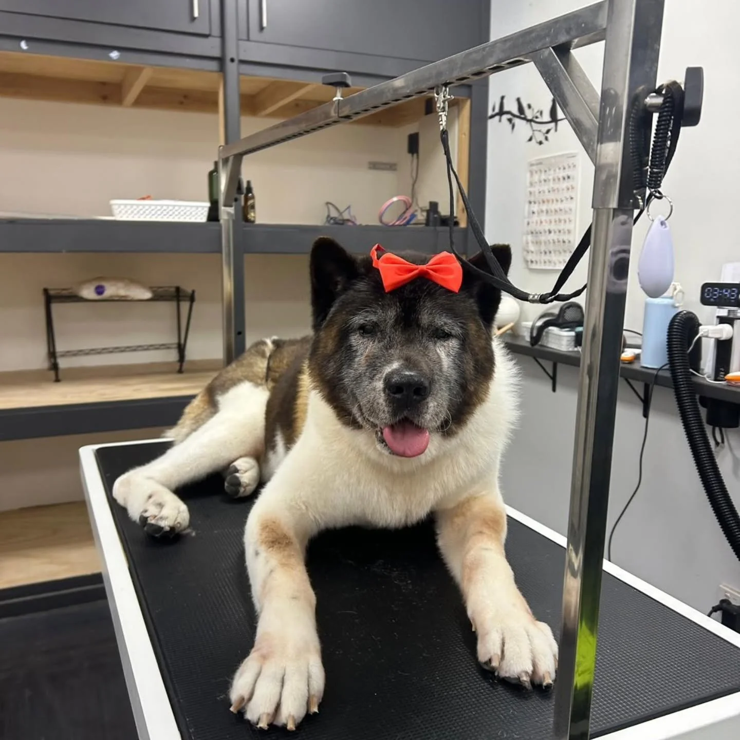 Mr Kyp is an old man, he was so patient with us for his deshed, bath, and gigantic pawsies 🥹💚 (the bow was too small for his neck, so we had to improvise!)
#americanakita #akita #DogGrooming #KewGroomer