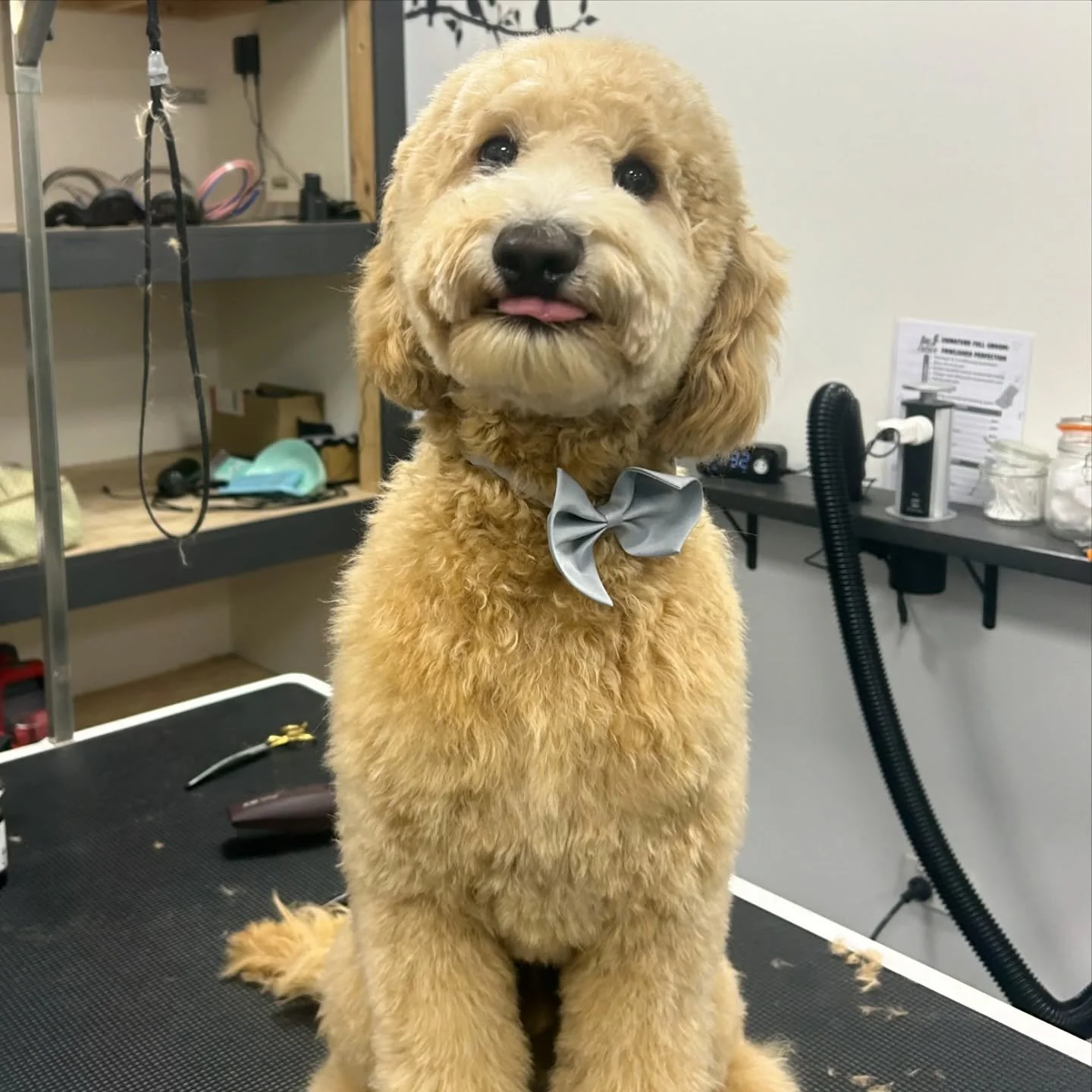 Lenny 🥹✨🎀

#doggrooming #doggroom