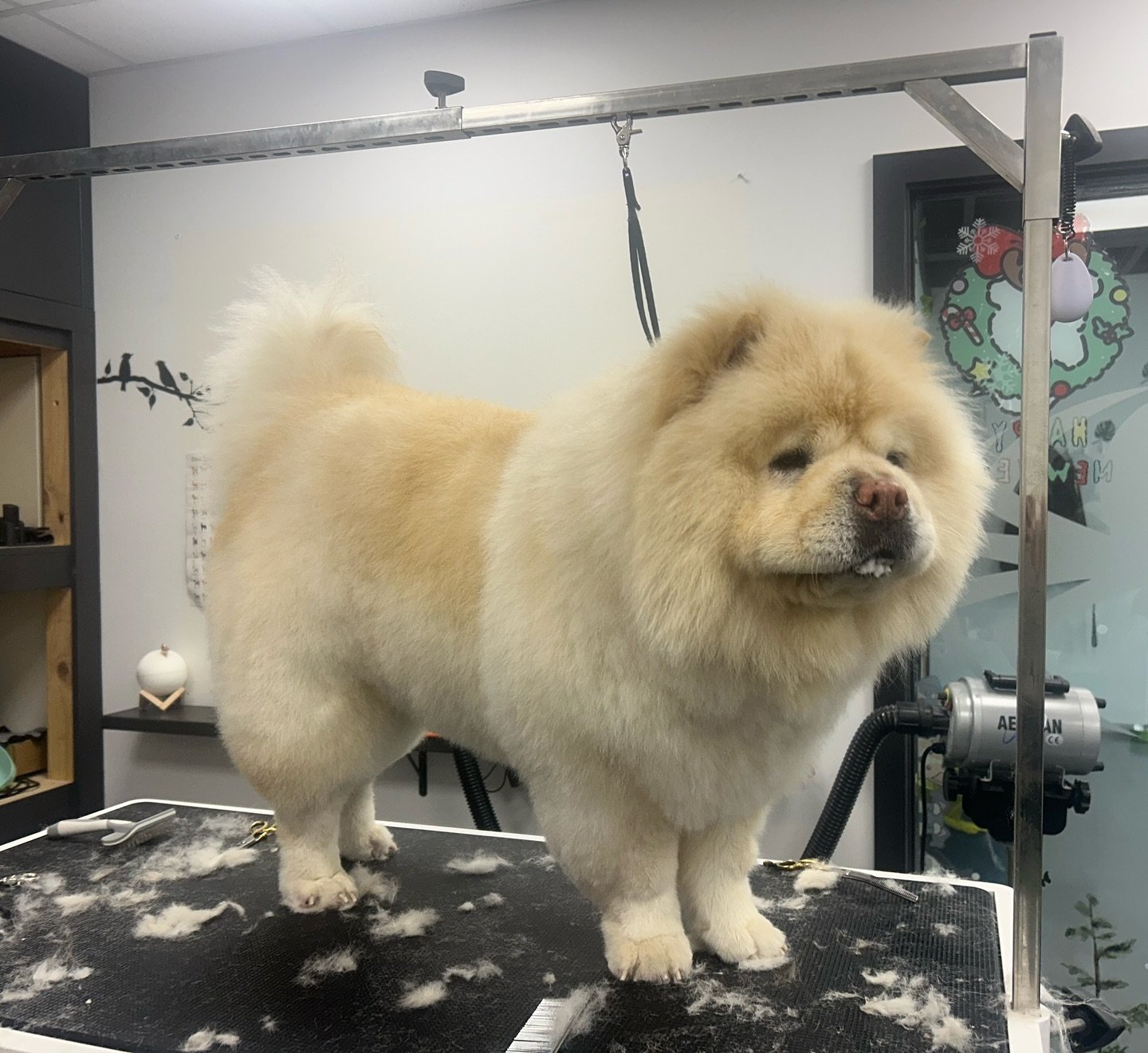 Ciao Ciao #chowchow