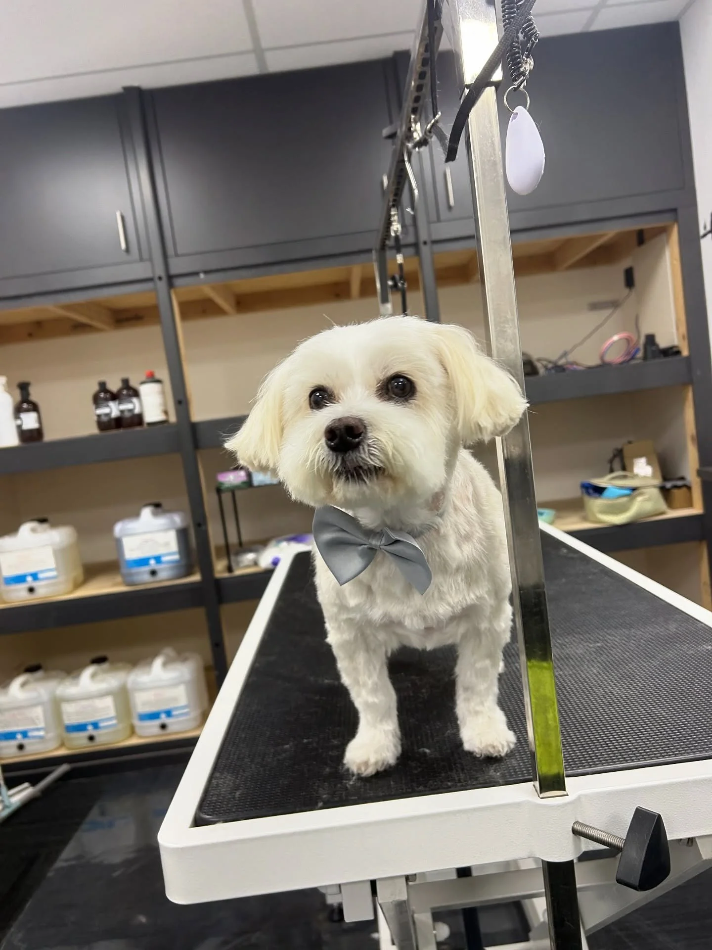 Why is Dougy so angry!? 😭😭😭 he is 13 but still a baby at heart ❤️ #maltese