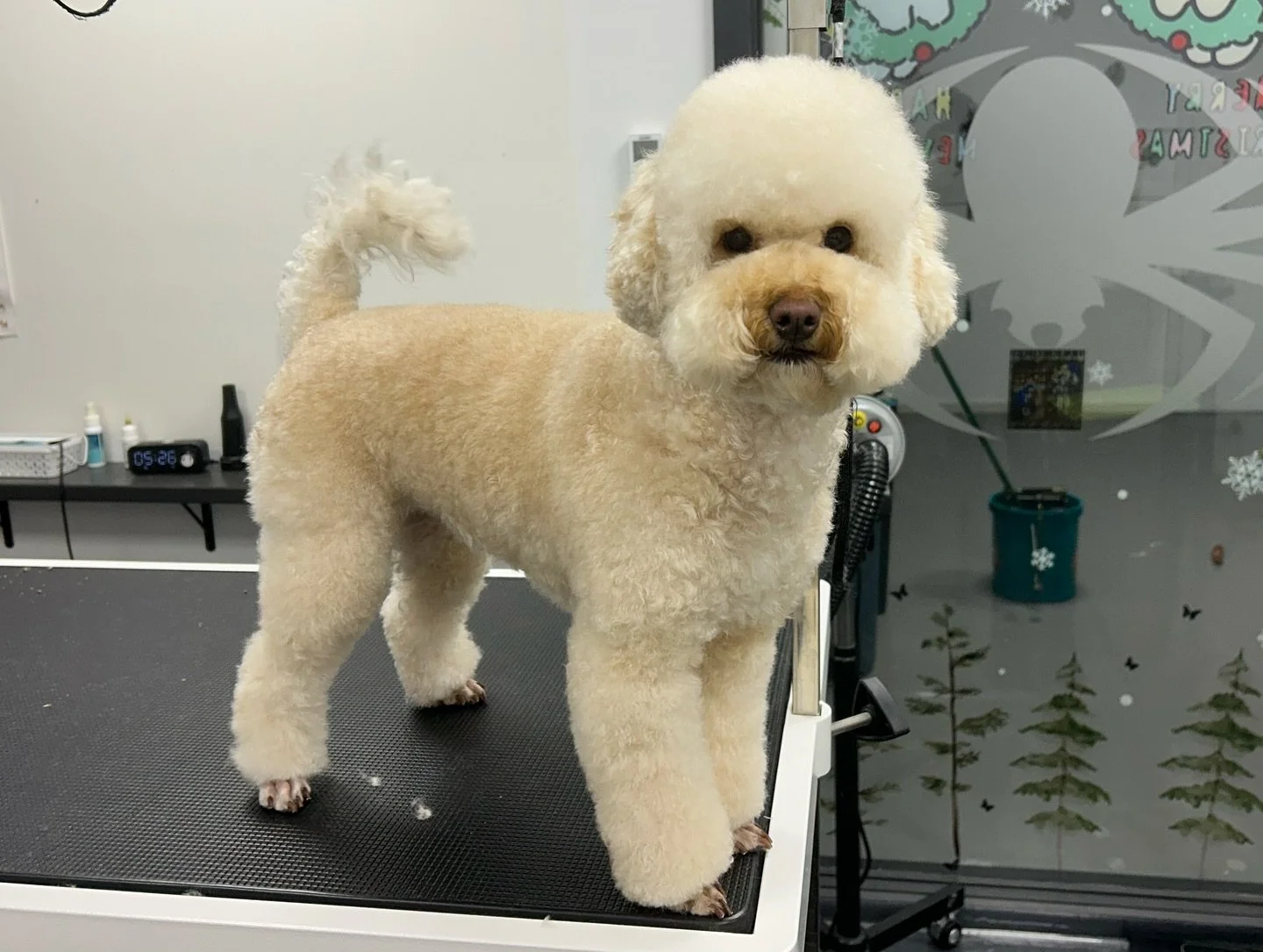 Bella embodies her name 🎀 #poodle