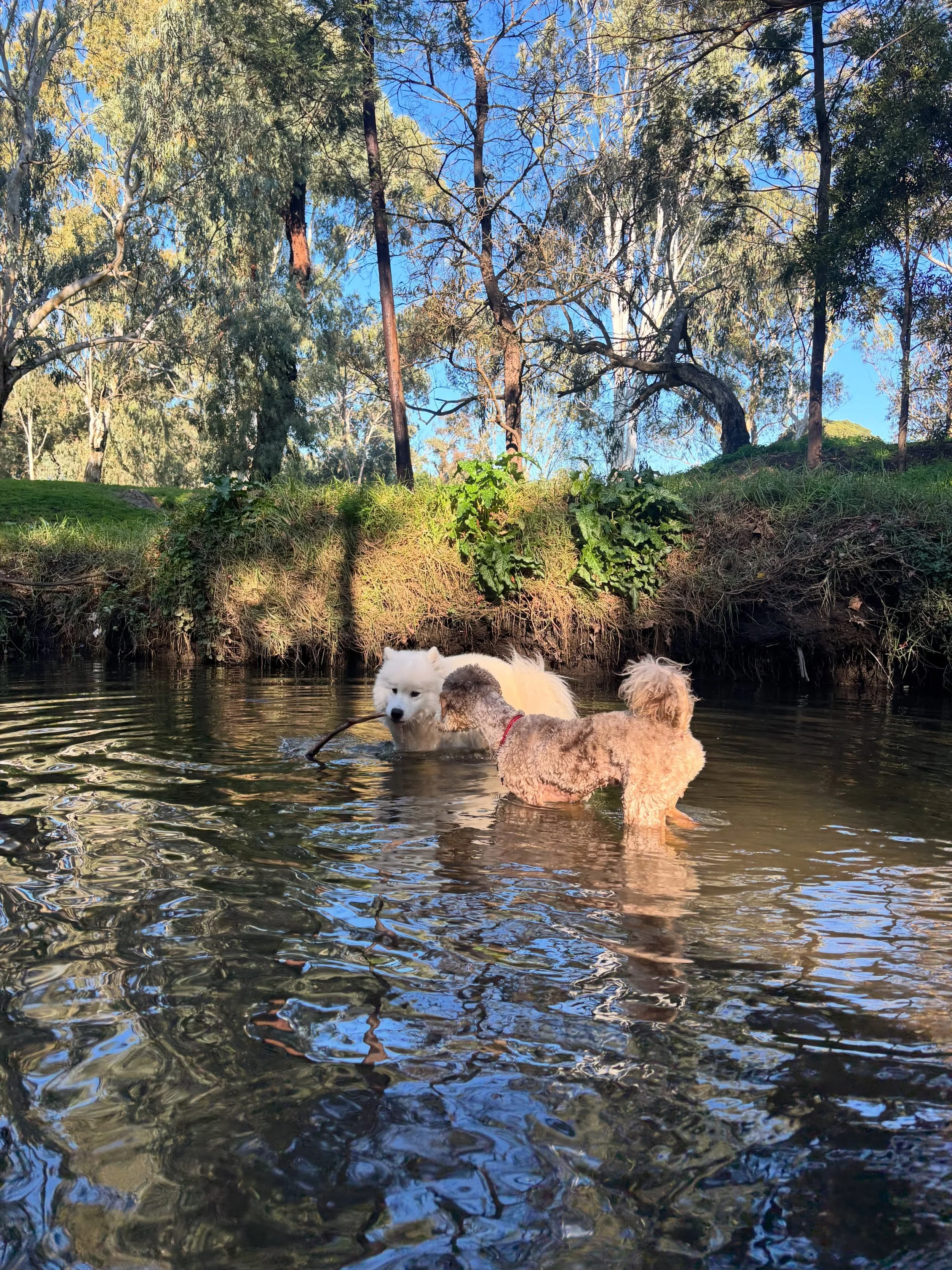 Little Explorers 🐒

#dogdaycare #doggiedaycare #dogwalking #dogsofmelbourneaustralia #kew