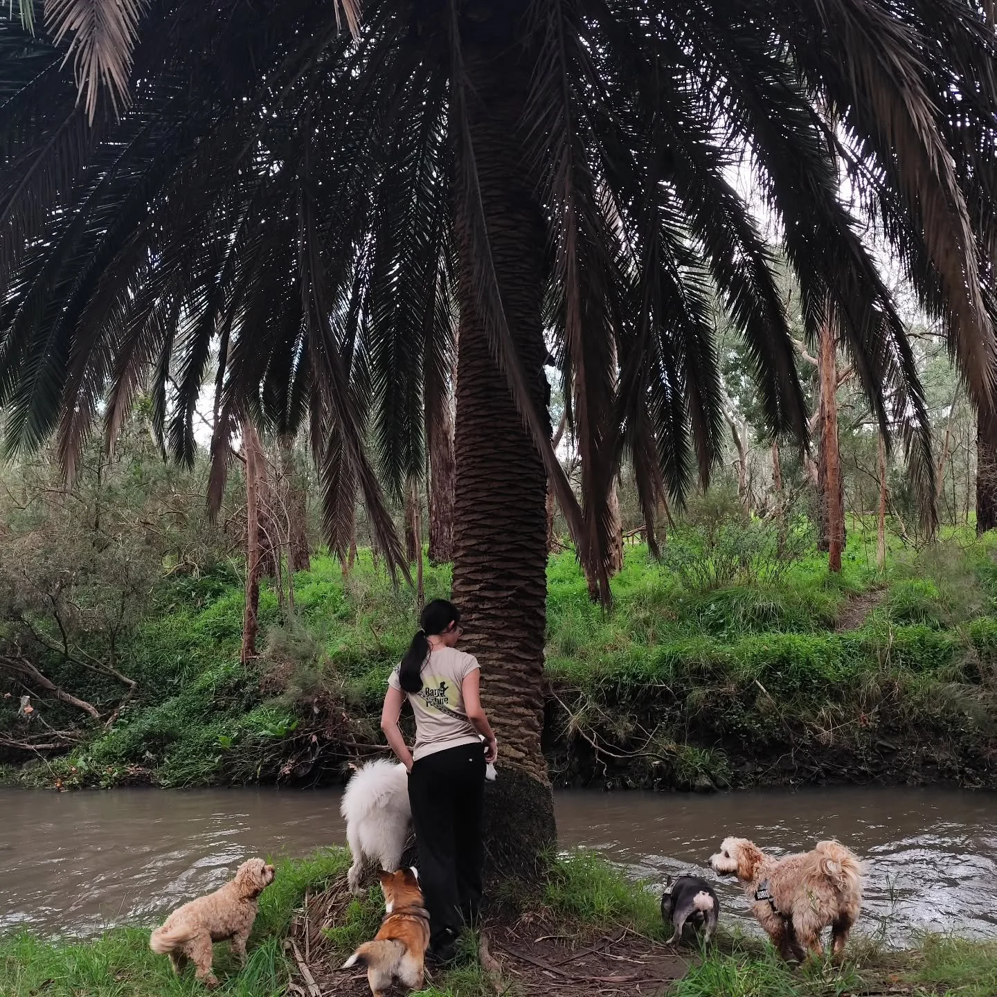 Felt like a trip around the 🌍 

#doggiedaycare #dogdaycare #dogwalkingmelbourne #melbournedaycare #melbournedogs