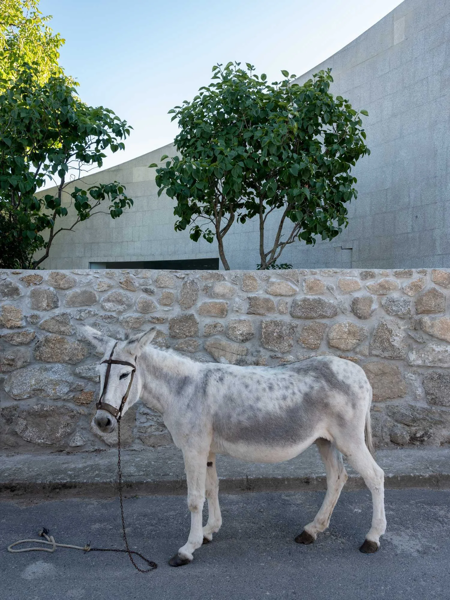A small gray and white donkey tied to a chain standing on a sidewalk next to a stone wall with green trees and a modern building in the background.