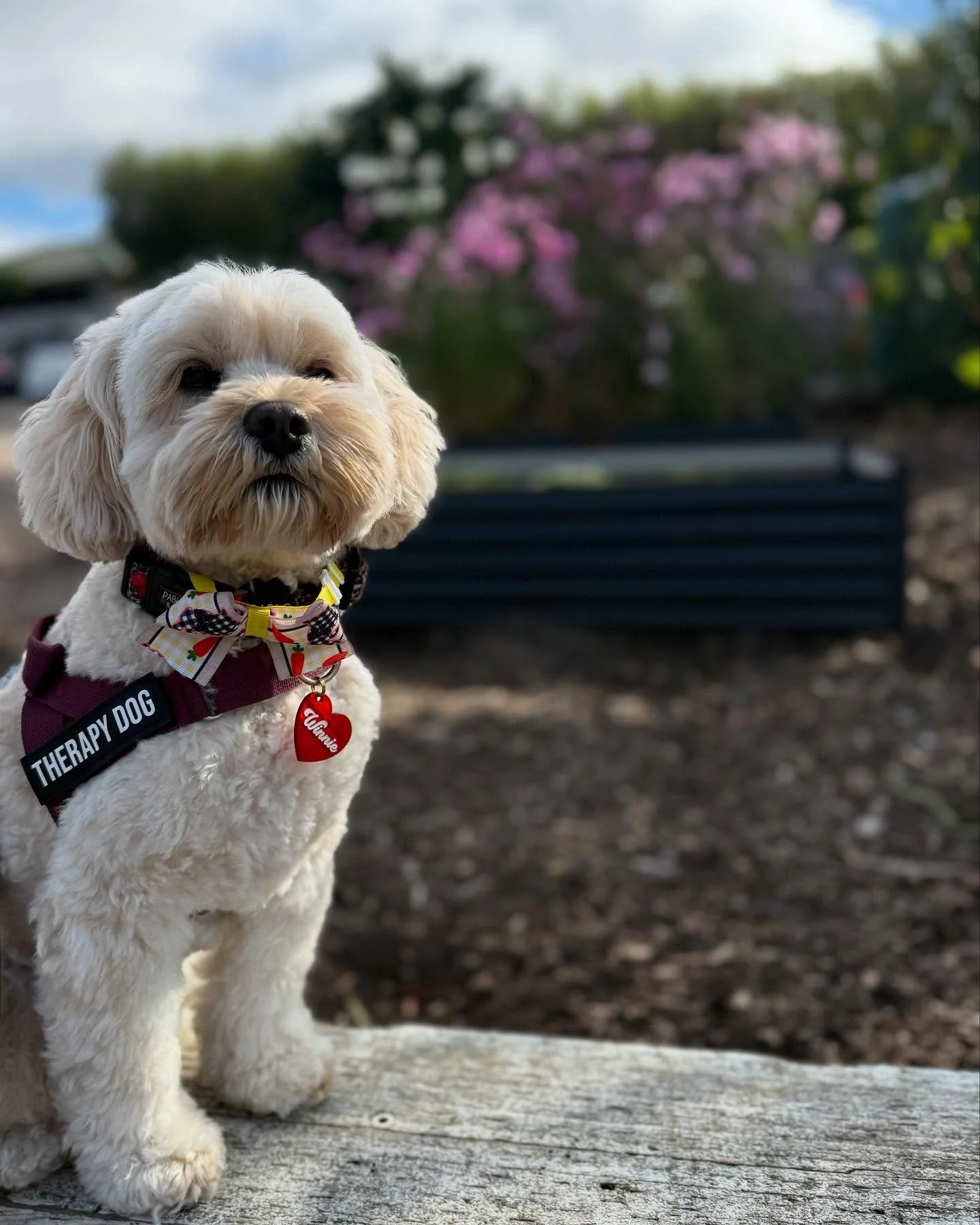 Back to school❣️

#therapydog #schooldog #schoolcounsellor #term2