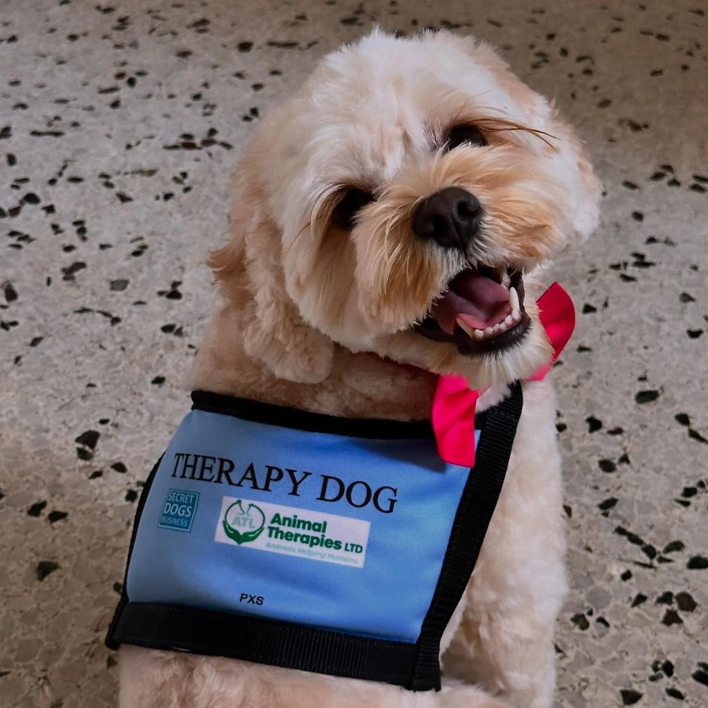 Meet Winnie! 
She&rsquo;s a specially trained therapy dog with the biggest heart and the warmest smile✨

At Paws for Compassion Australia, we visit schools, aged care facilities, hospitals, and private homes &mdash; bringing comfort, connection, and 