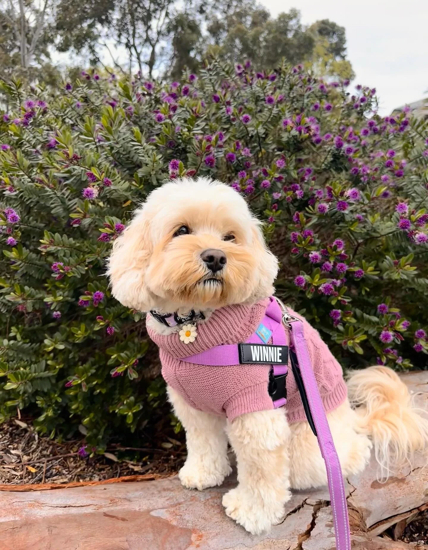 It&rsquo;s International Dog Day!

Today we celebrate the unconditional love, comfort, and joy that dogs bring into our lives. Winnie isn&rsquo;t just my best friend&mdash;she&rsquo;s also a therapy dog who brightens the days of so many people.

Her 