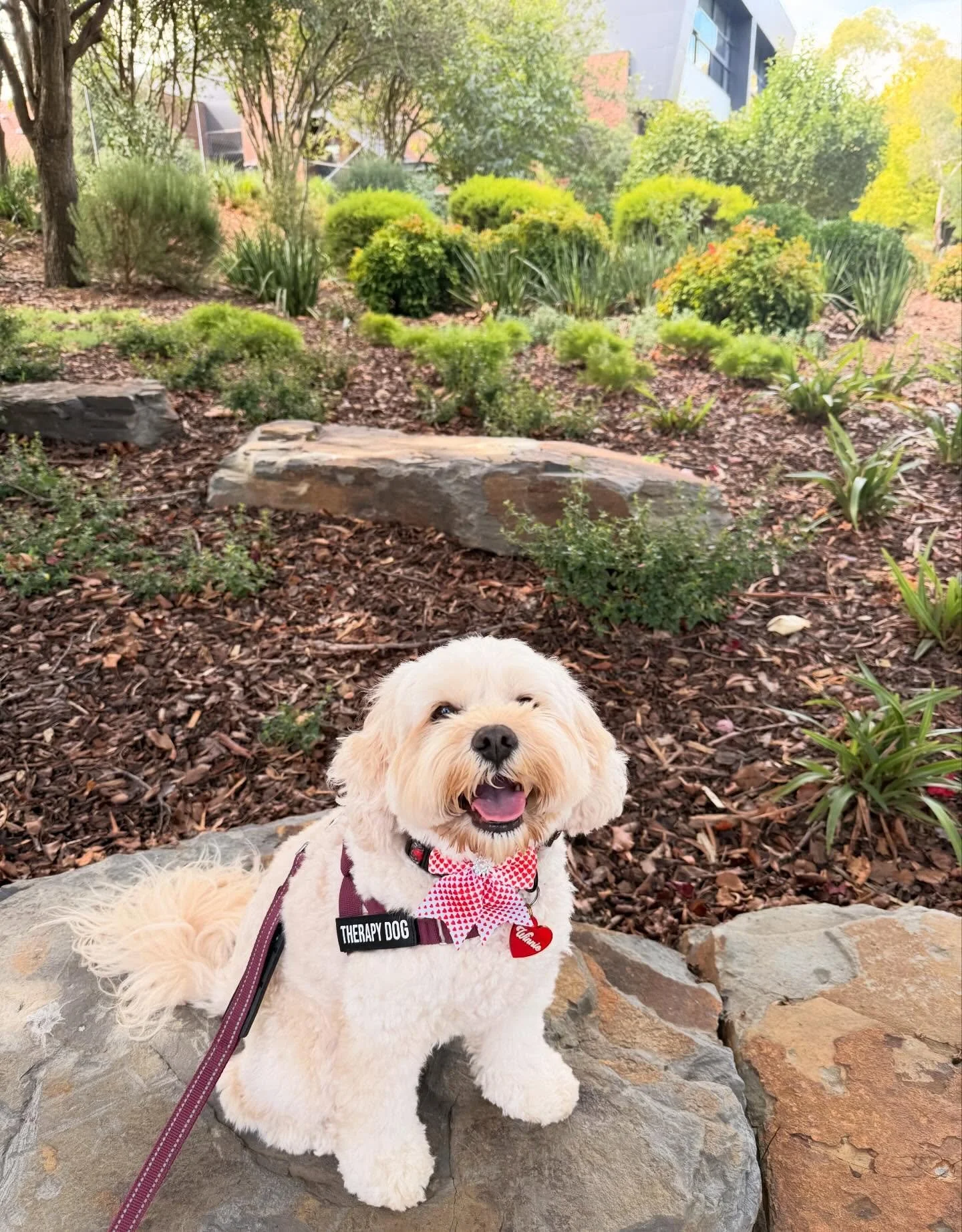 We had a lovely visit last week to St Paul&rsquo;s Anglican Grammar School in Warragul 

Winnie loved meeting the students and soaking up all the attention, of course 🐶✨

More to come soon 💌

#PawsForCompassion #TherapyDogsAustralia #CommunityConne