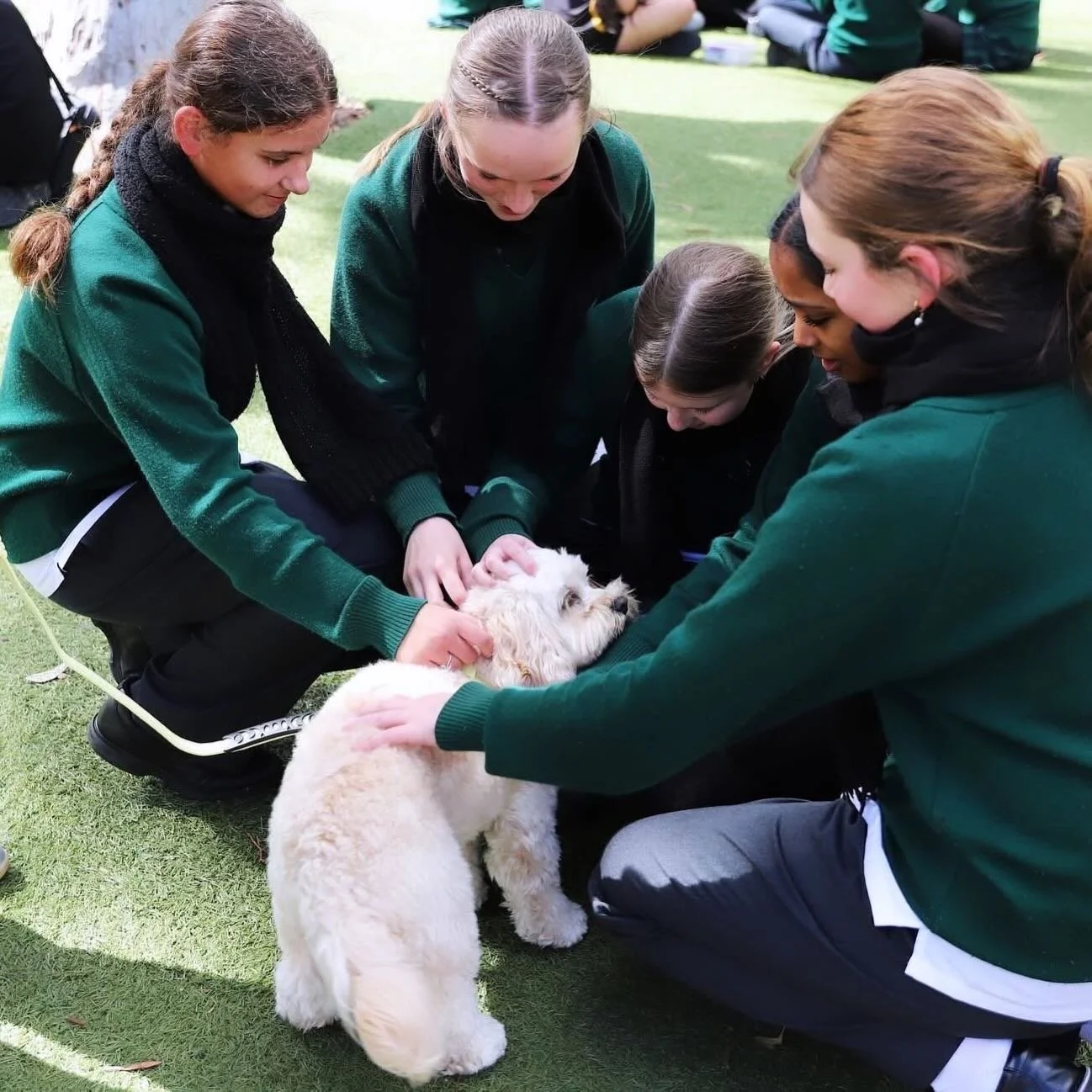 Creating meaningful moments of connection through animal-assisted support 

Winnie&rsquo;s visits are all about promoting wellbeing, calm, and connection &mdash; one gentle interaction at a time 🤍

#PawsForCompassion #AnimalAssistedTherapy #Wellbein