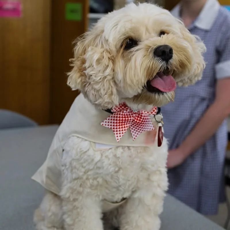 Winnie had the best time visiting St Paul&rsquo;s Anglican Grammar School 🐾

We&rsquo;re so grateful to be part of this beautiful project with the talented Year 11 students designing a custom therapy dog coat just for her as part of their VCE Produc