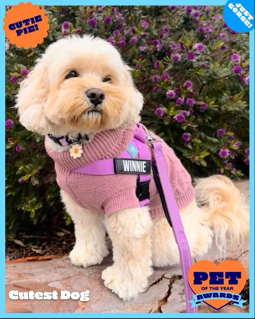Big news from us &hellip;

Winnie is officially in the running for 
Cutest Dog in the @rspca_vic Pet of the Year Awards 🏆

Our sweet therapy girl spends her days bringing comfort, connection and smiles out in the community 🐾

Voting is now open and