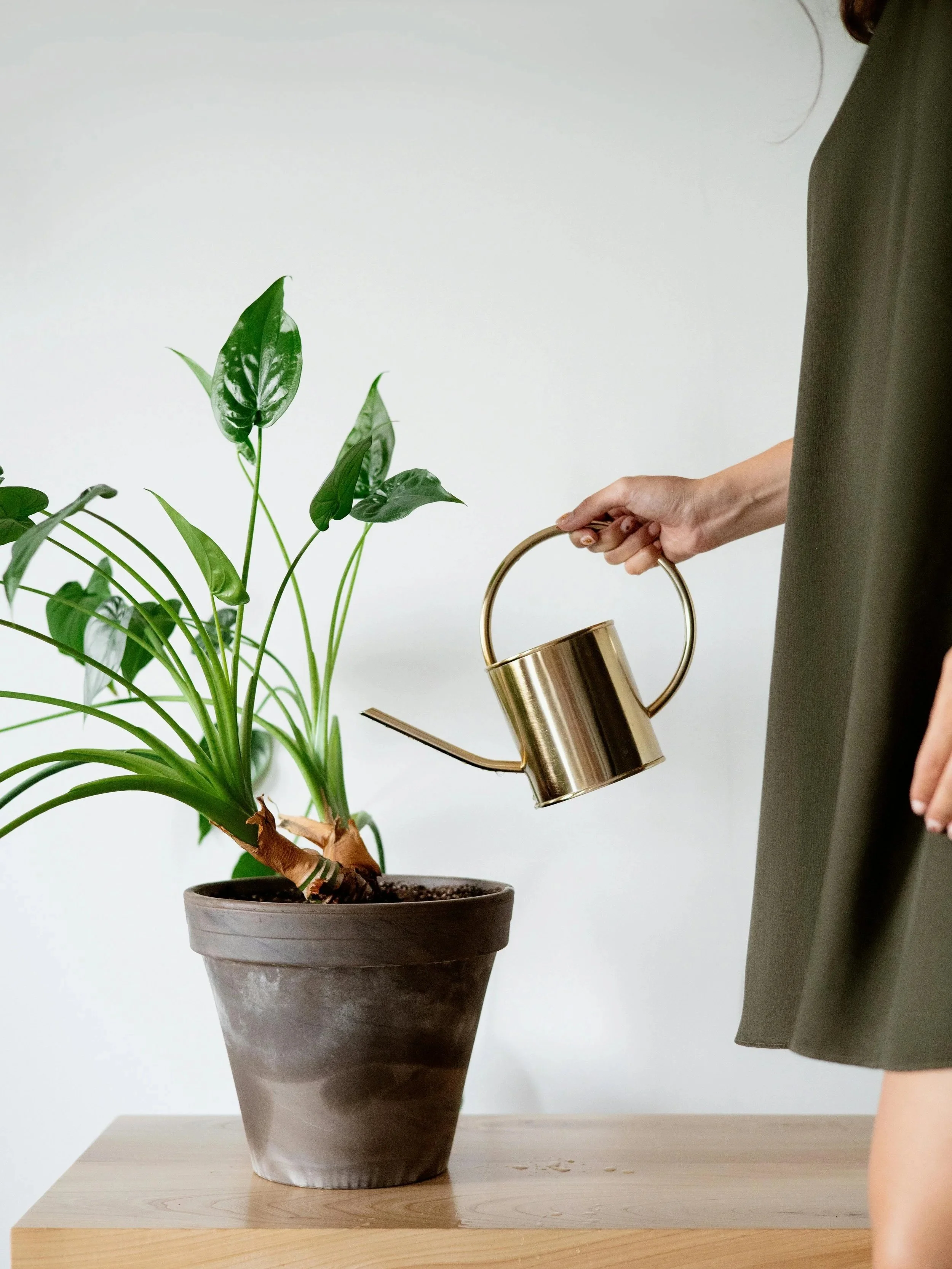 A person watering a potted green houseplant with a small metallic watering can.