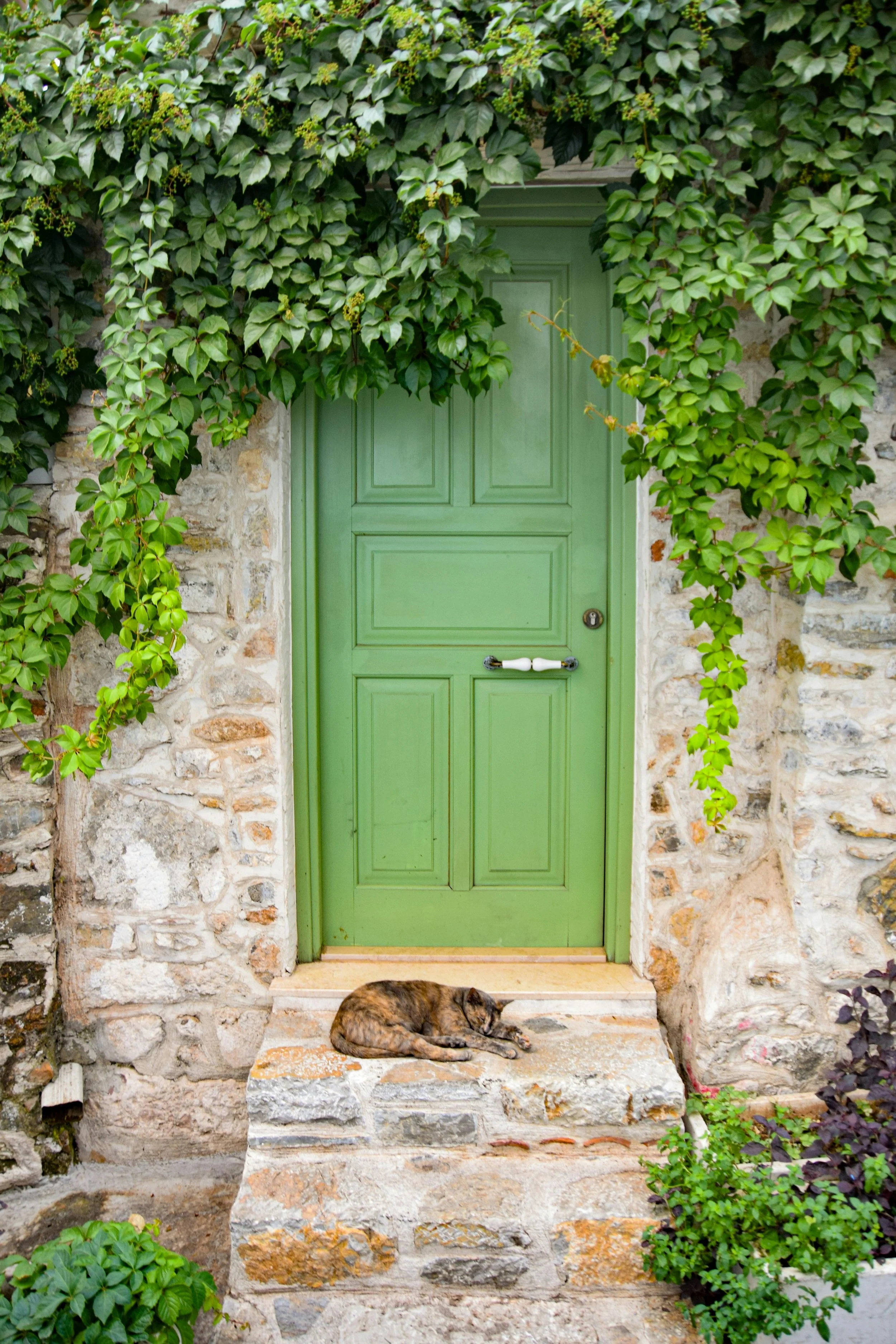 A green wooden door with a white handle, surrounded by a stone wall and green ivy, with a cat sleeping on the stone step in front of it.