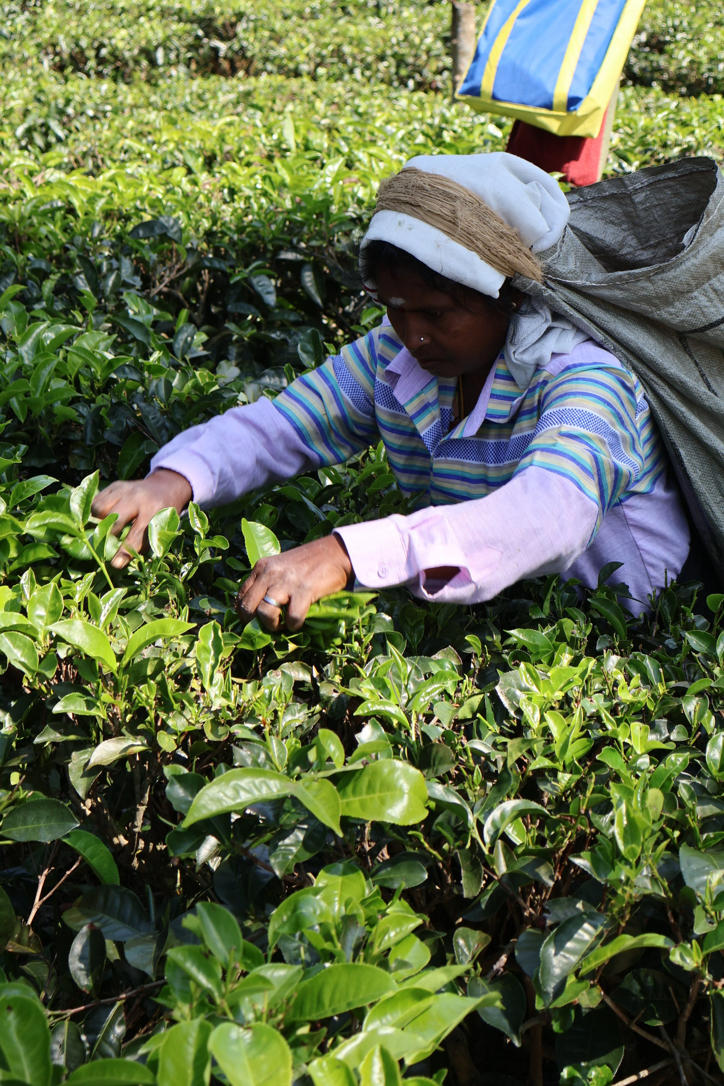 Sri Lanka - Beauty & Discomfort