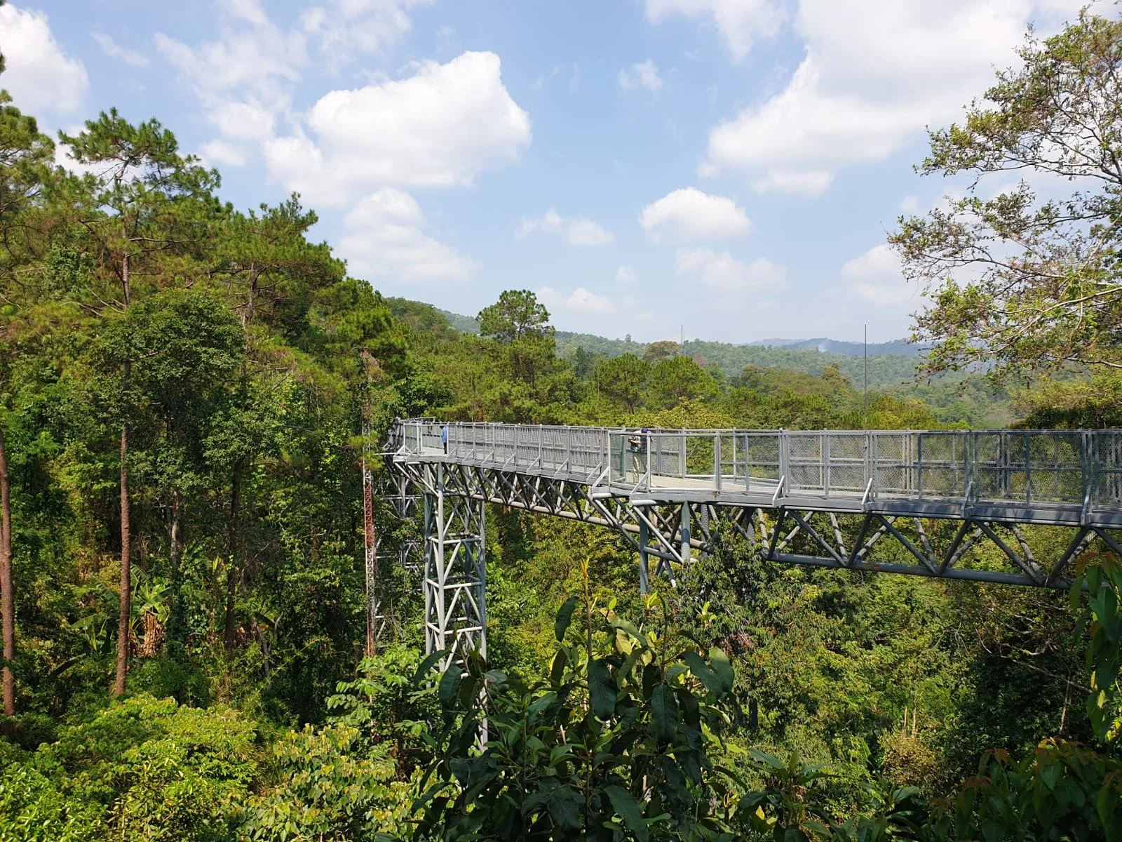 Flying Drago Canopy Walk.jpeg