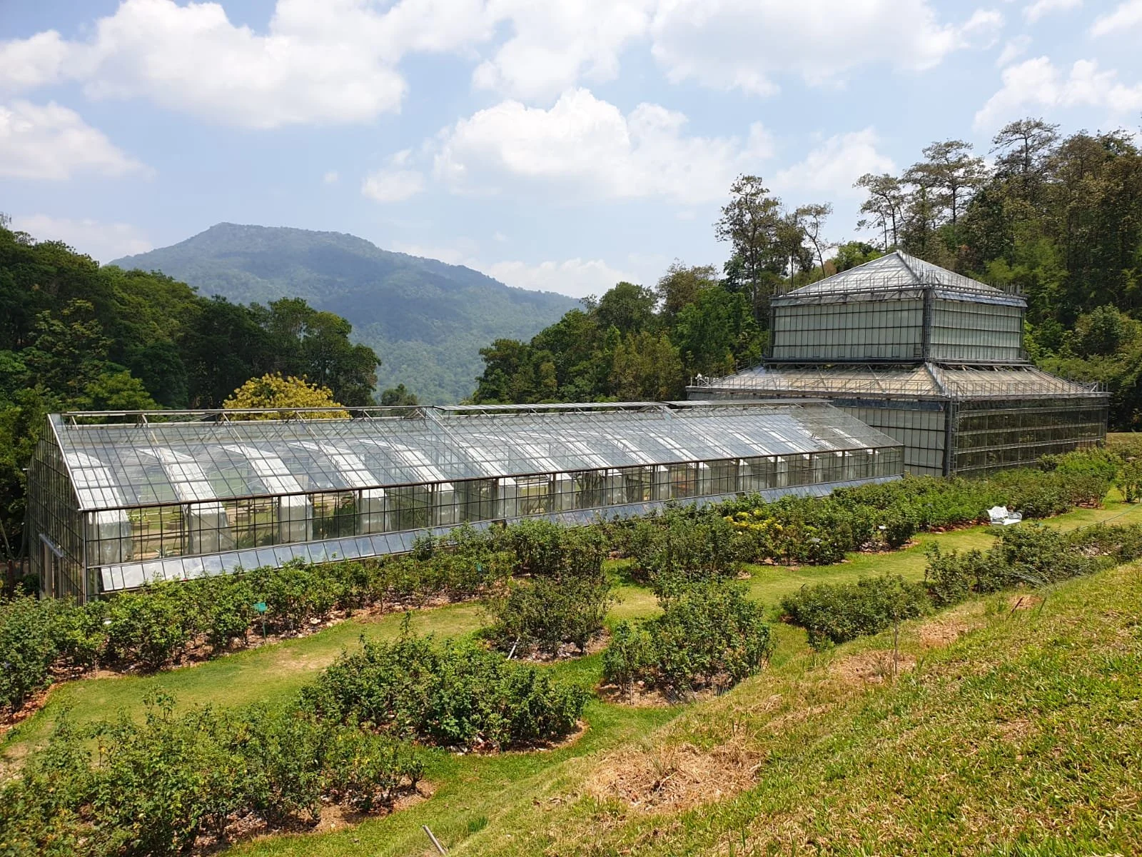 Largest Glasshouse in Thailand.jpeg