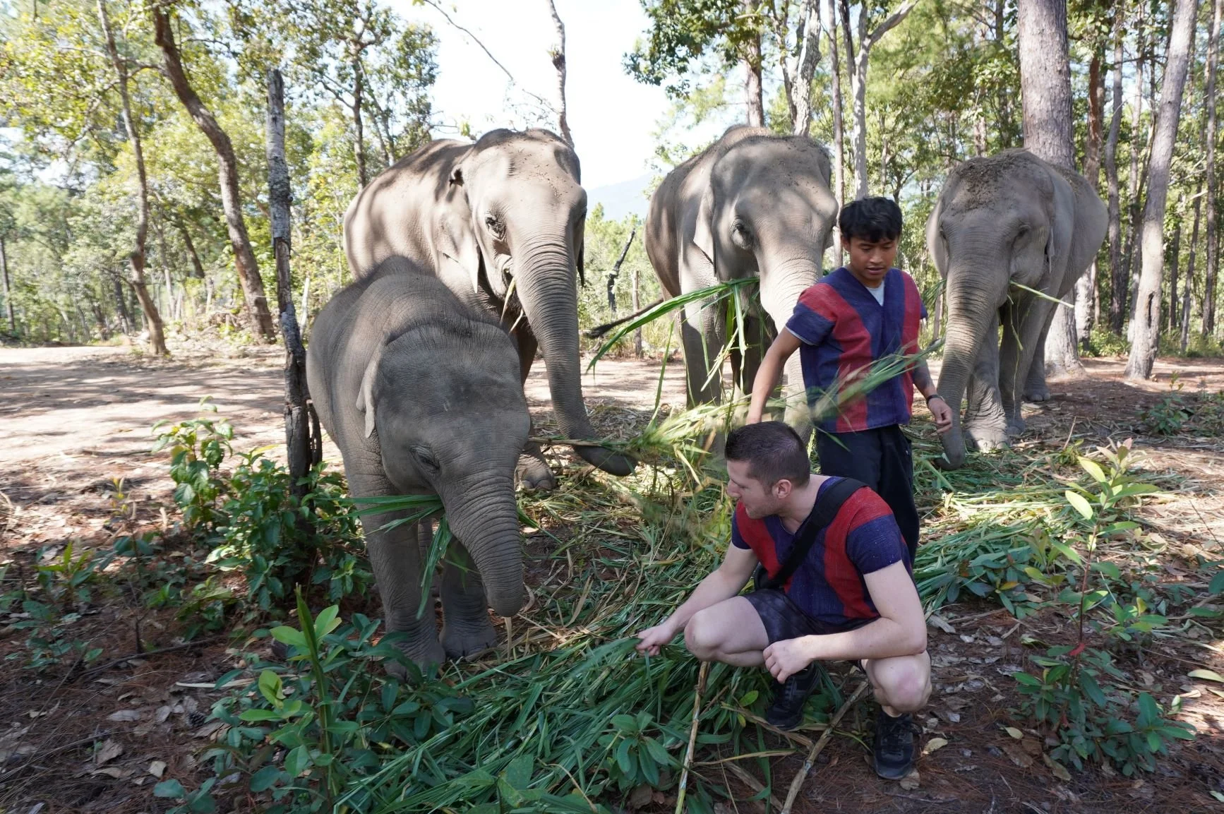 Elephant Freedom Village 1.JPG