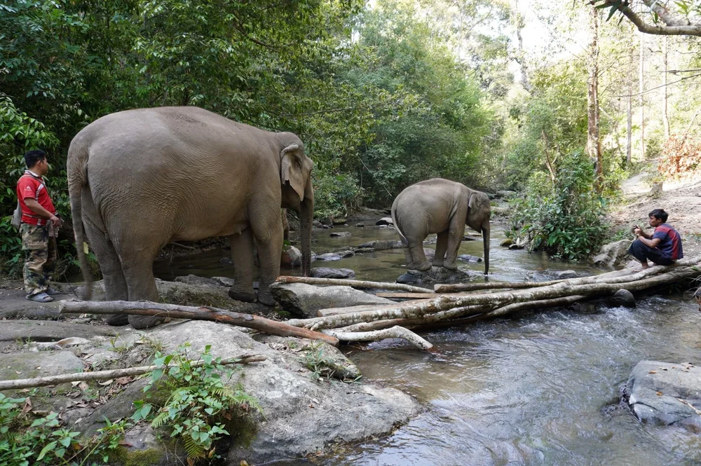 Elephant Freedom Village 3.JPG