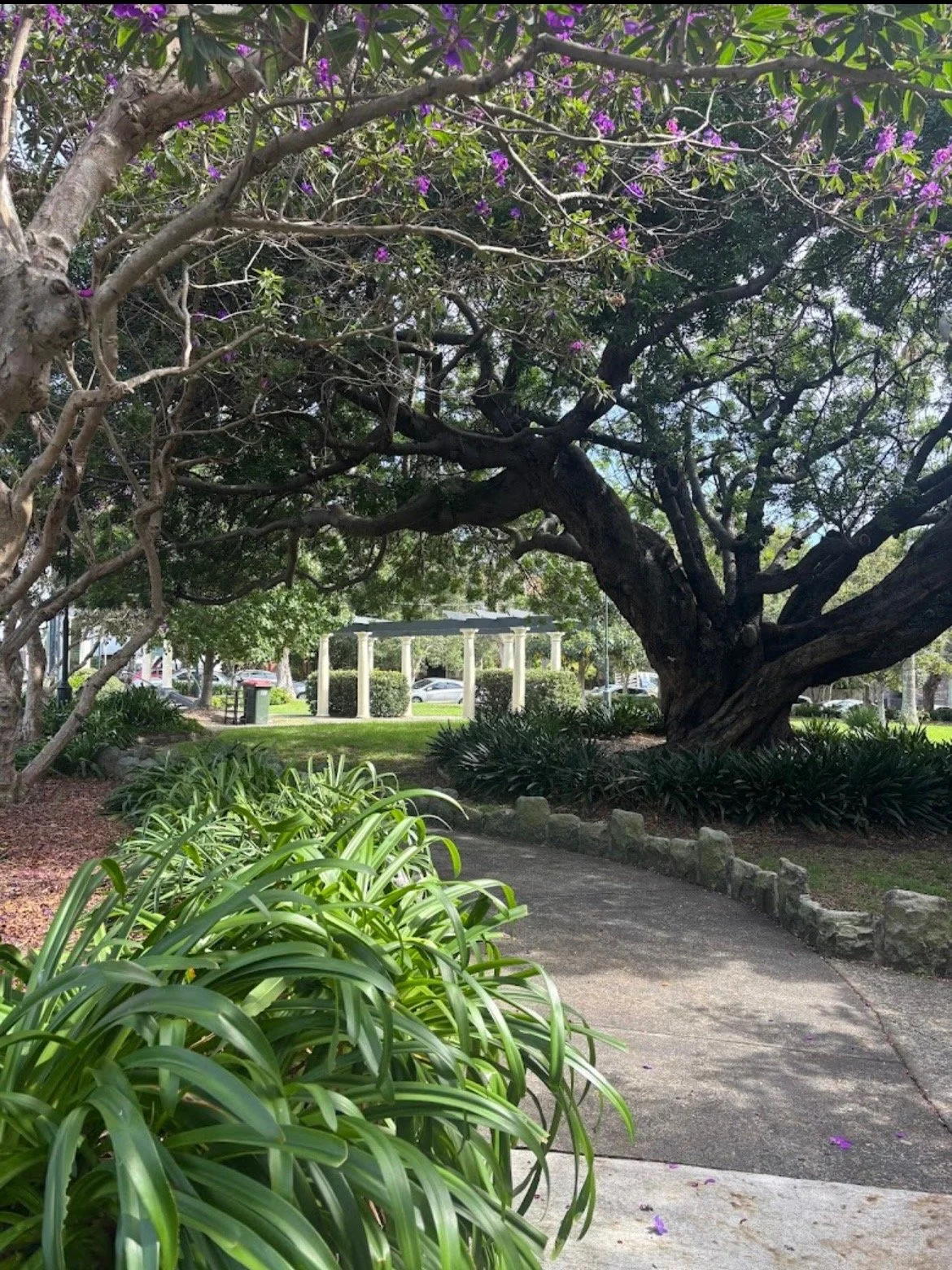 A park with a large twisted tree with purple flowers, a winding concrete pathway, green bushes and grass, and a white pergola structure with columns in the background.