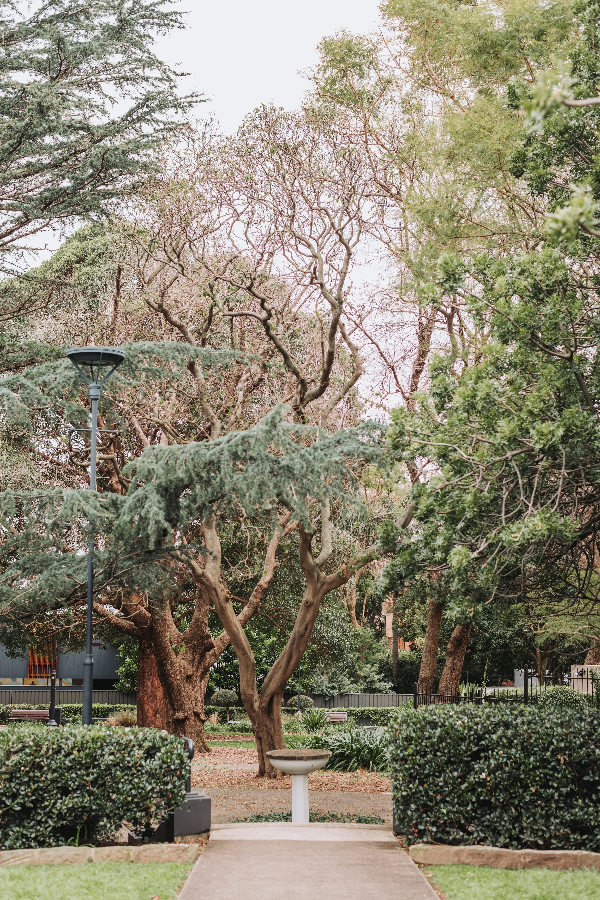 A park scene with various trees, a walking path, bushes, a lamp post, and a birdbath.