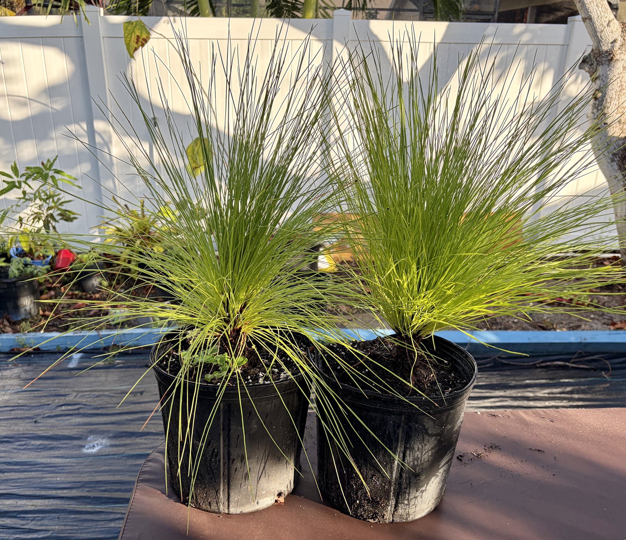 Long Leaf Pine Planting