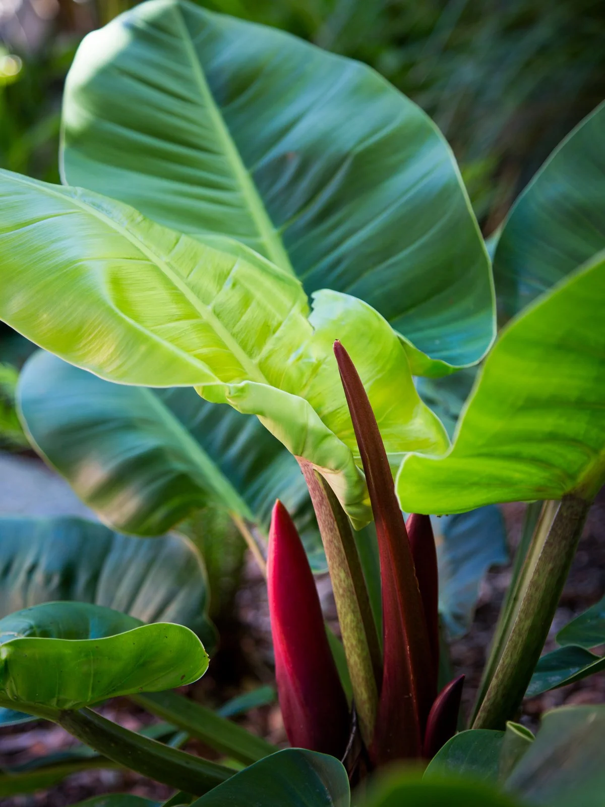 Philodendron Apple Congo — vibrant self‑heading philodendron with fresh apple‑green foliage, thriving in bright filtered light and shaded SEQ garden spaces.