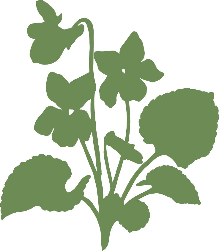 Native Viola