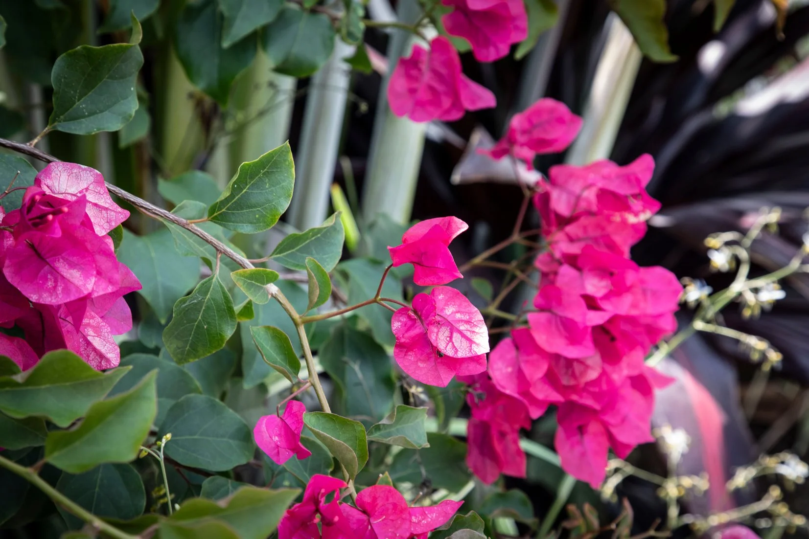 Bougainvillea — vibrant, sun‑loving climber with bold papery bracts, thriving in hot, dry SEQ conditions and ideal for fences, pergolas, and feature colour.