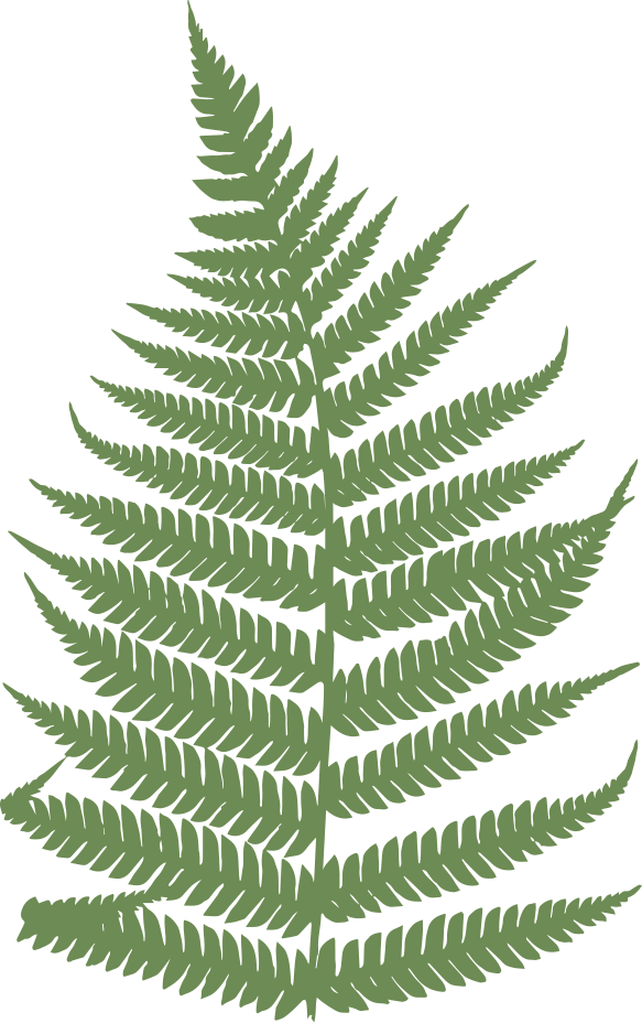 Australian Tree Fern