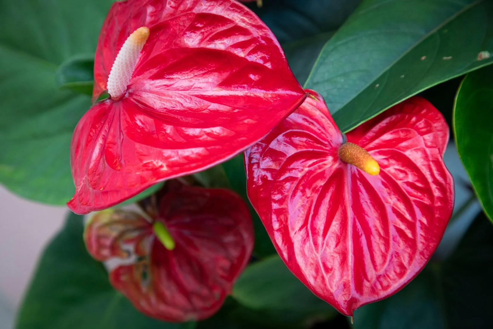 Anthurium — glossy‑leafed tropical plant thriving in shaded, humid SEQ garden spaces.