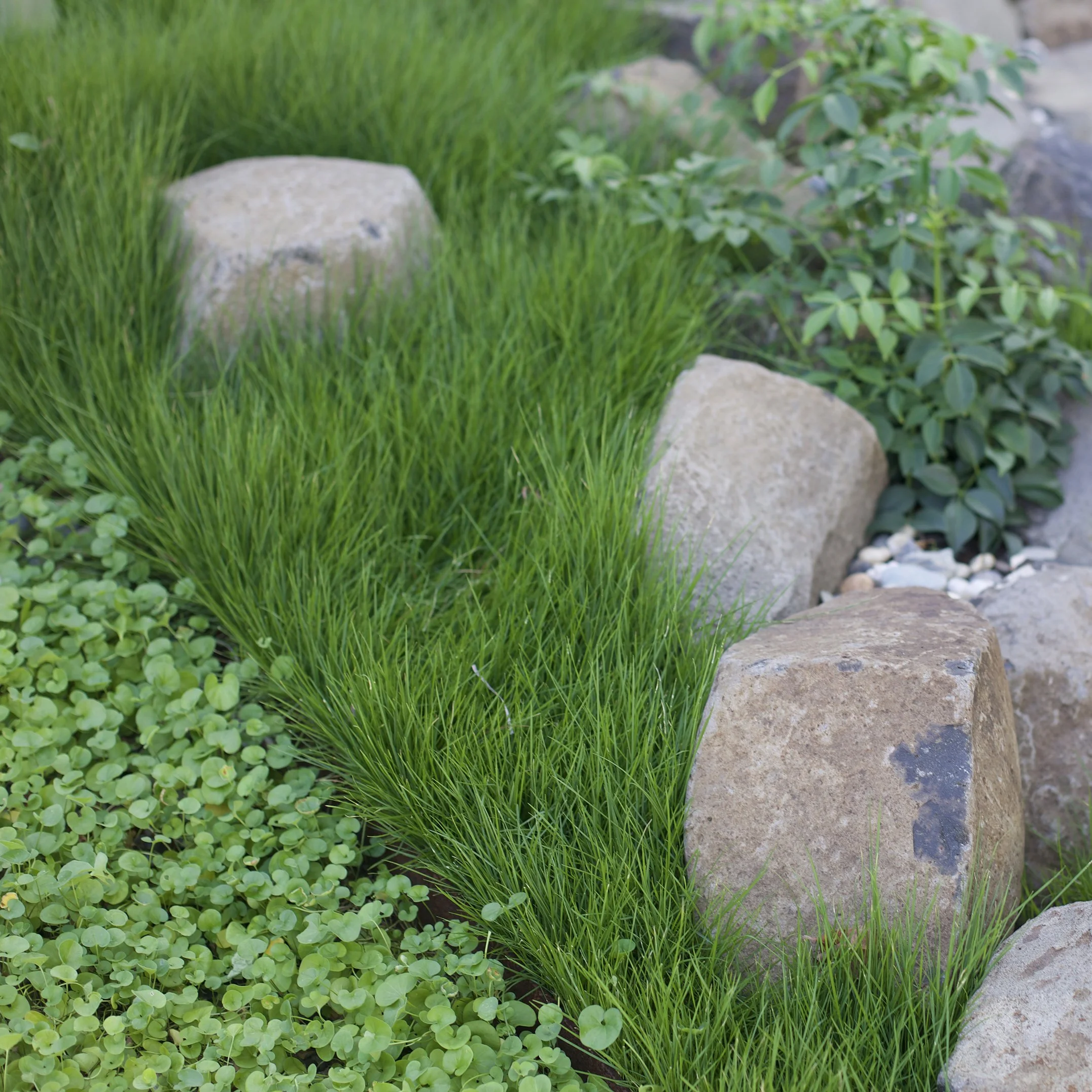 Dichondra repens: Emerald Falls — lush trailing groundcover with small rounded leaves, ideal for pots, spillovers, and shaded SEQ garden edges.