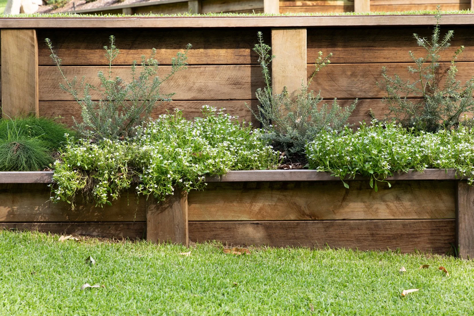 Westringia ‘Zena’ — compact, coastal‑tough native shrub with fine grey‑green foliage and soft lilac flowers, thriving in sunny SEQ gardens and ideal for low‑maintenance borders and mass planting.