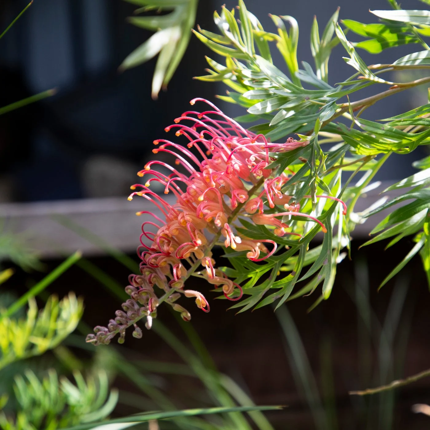 A pink Grevillea flower with long, curling stamens and green leaves in focus, with blurred dark background.