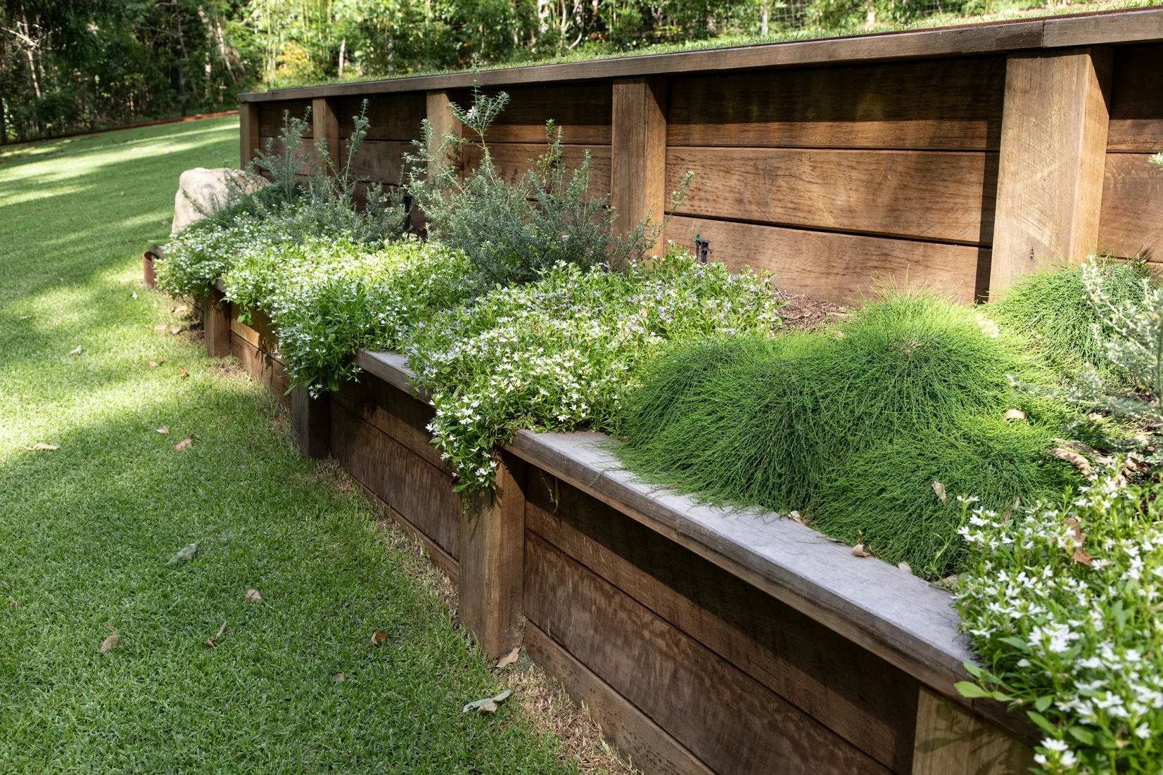 Casuarina glauca: Cousin It — low‑growing cascading native groundcover with fine trailing foliage, ideal for sunny SEQ slopes, spillovers, and low‑maintenance modern gardens.