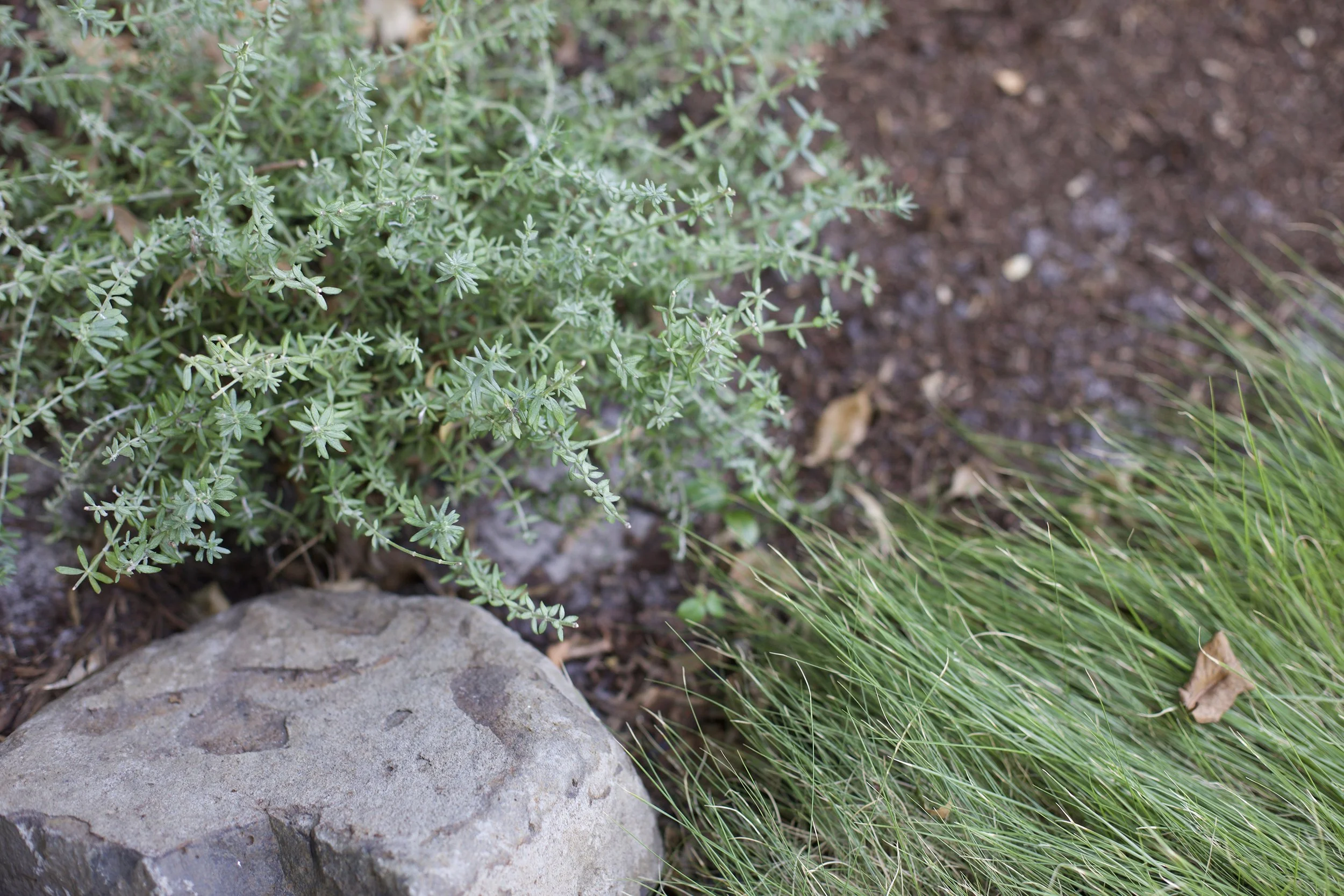Westringia ‘Zena’ — compact, coastal‑tough native shrub with fine grey‑green foliage and soft lilac flowers, thriving in sunny SEQ gardens and ideal for low‑maintenance borders and mass planting.
