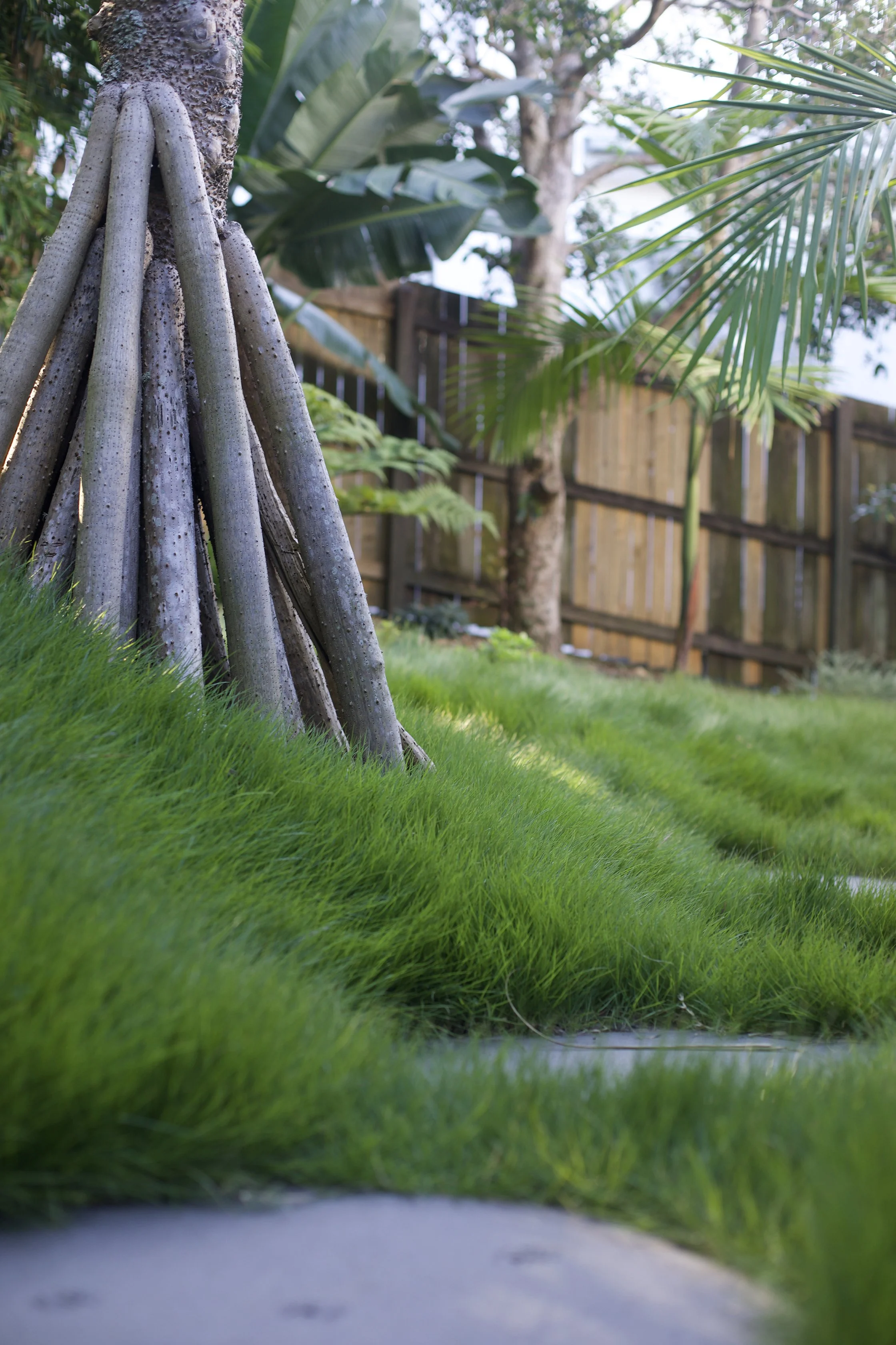 Zoysia matrella — fine‑textured, soft, low‑maintenance turf forming a dense green carpet, thriving in full sun and warm SEQ conditions with excellent drought tolerance.