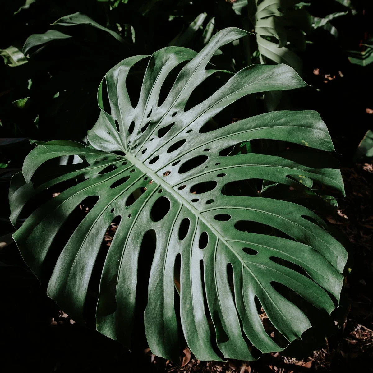 Monstera deliciosa — iconic tropical plant with large glossy fenestrated leaves, thriving in warm, humid SEQ gardens and ideal for bold, lush foliage impact.