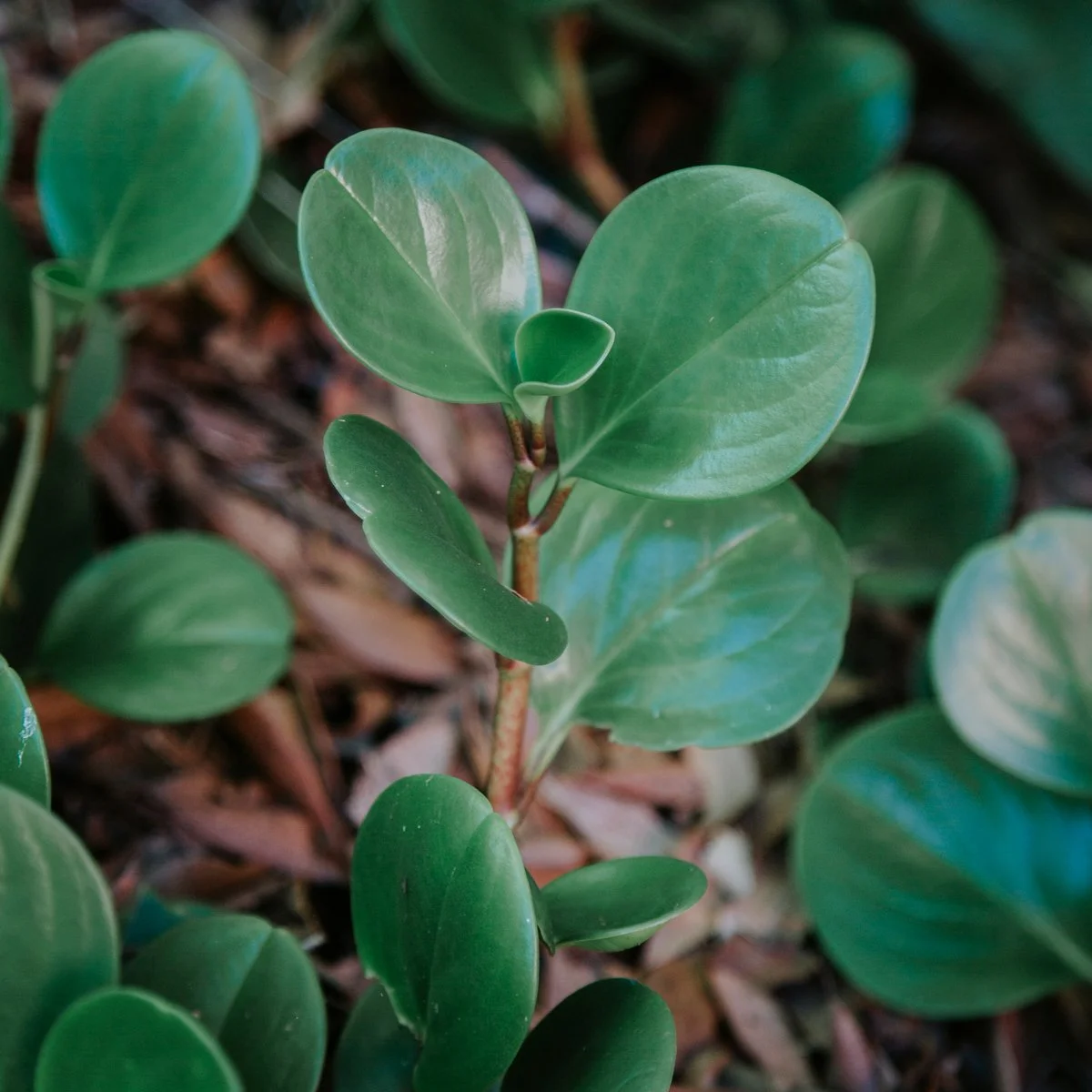 Peperomia — compact, low‑maintenance plant with thick textured foliage, thriving in bright filtered light and ideal for indoor styling and shaded SEQ garden pockets.