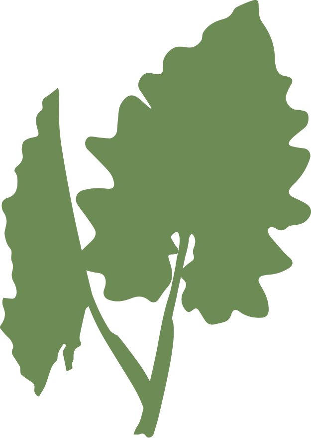 Alocasia 'Elephant Ear'
