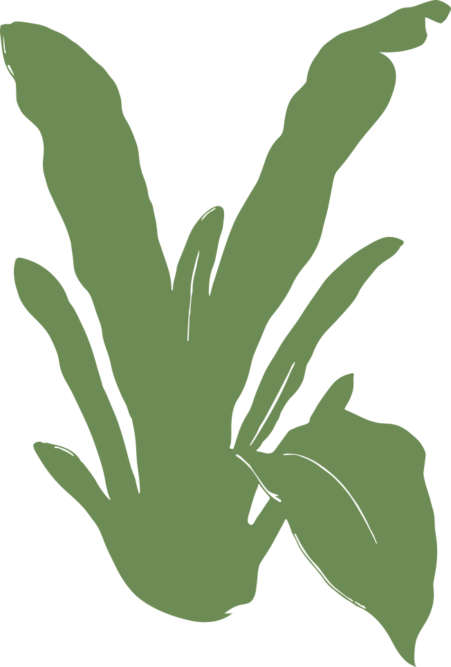 Asplenium 'Birds Nest Fern'
