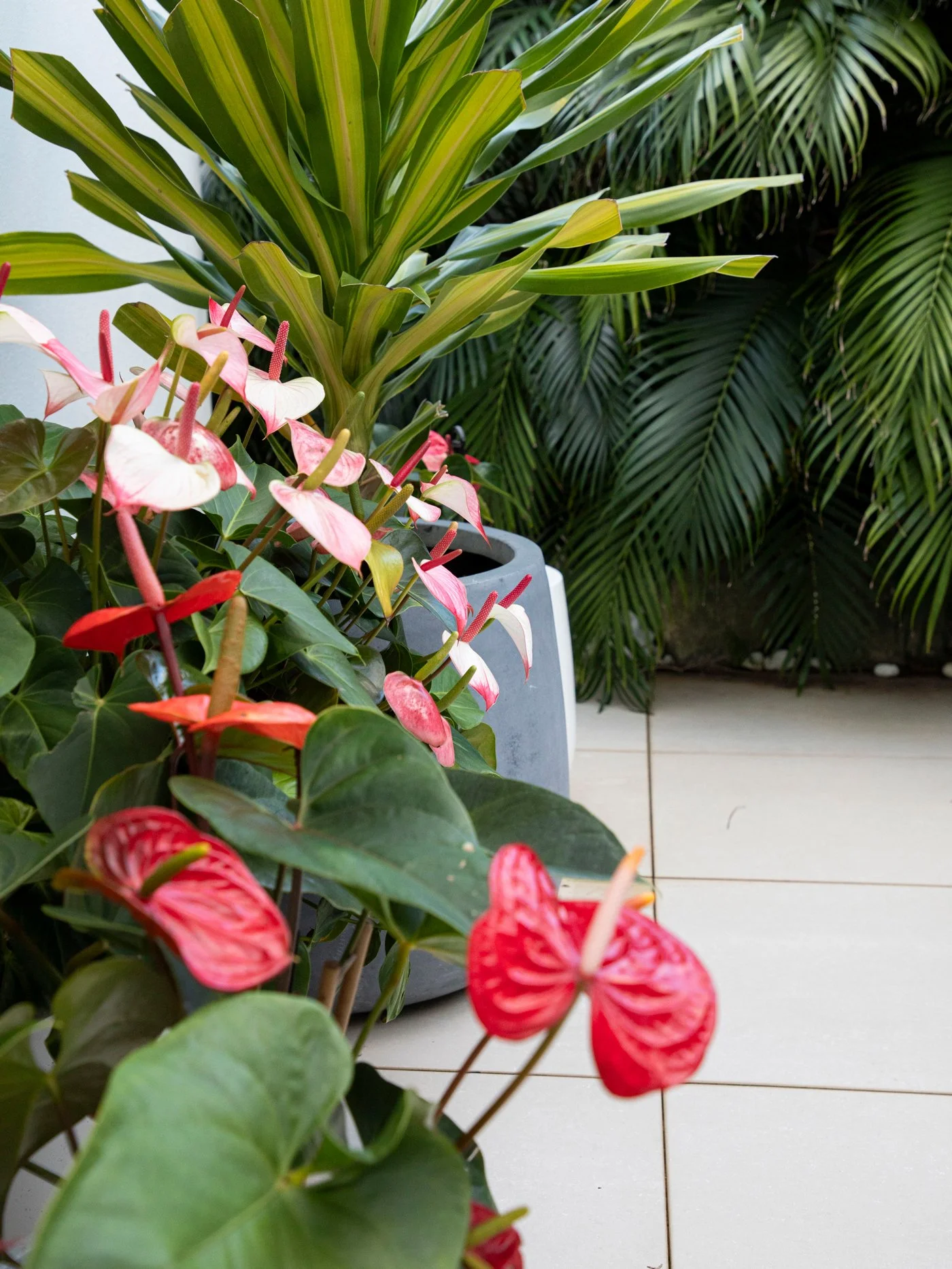 Anthurium — glossy‑leafed tropical plant thriving in shaded, humid SEQ garden spaces.