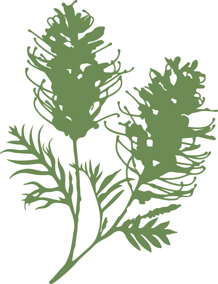 Grevillea