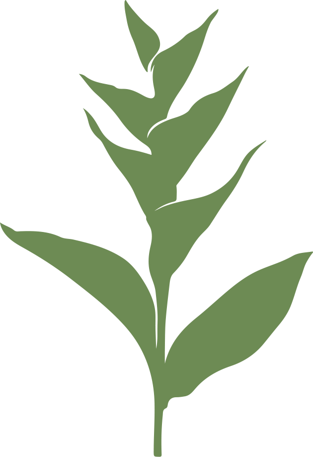 Heliconia
