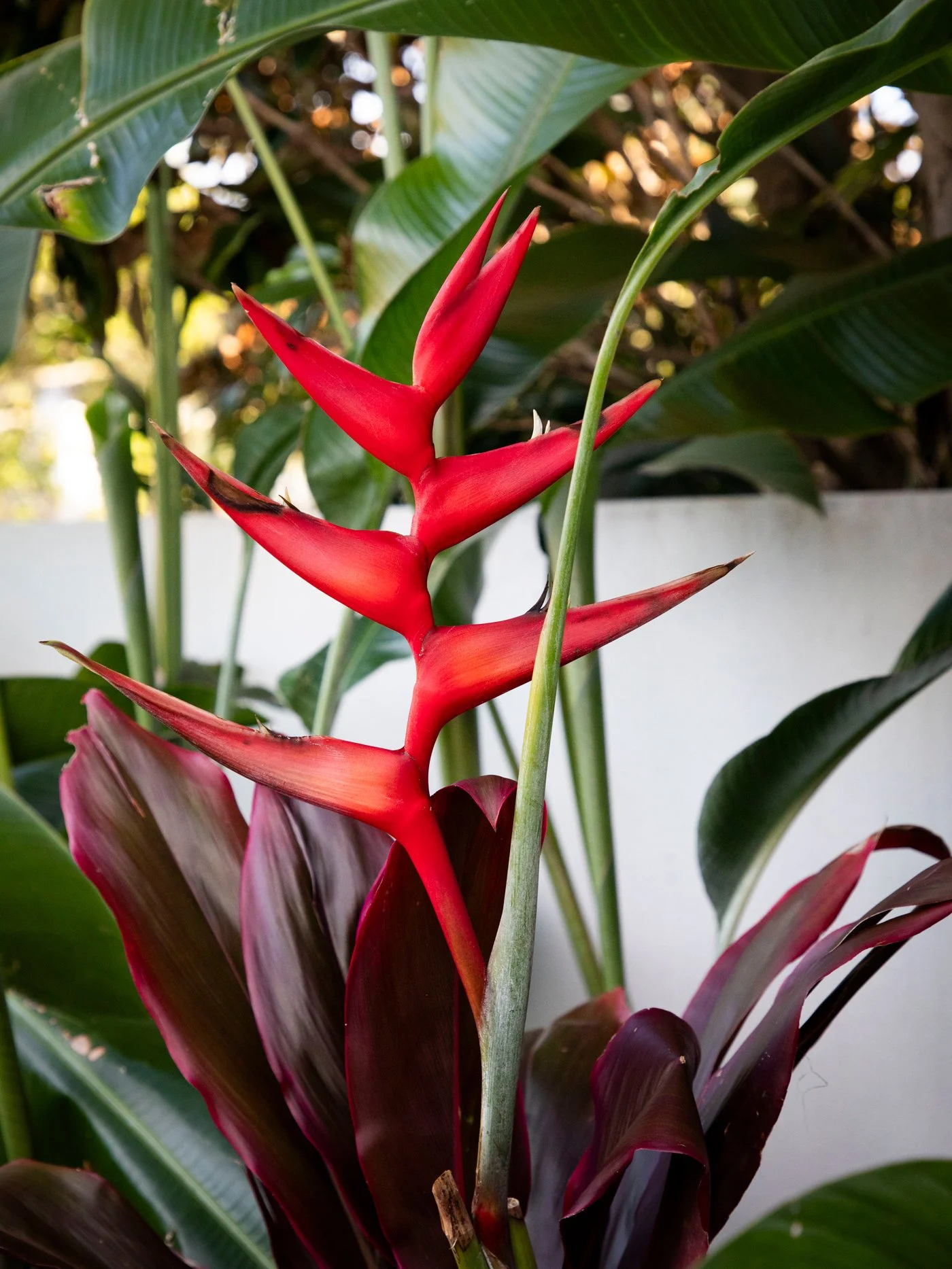 Heliconia — bold tropical perennial with vibrant upright bracts and lush banana‑like foliage, thriving in warm, humid SEQ gardens for strong colour and structure.