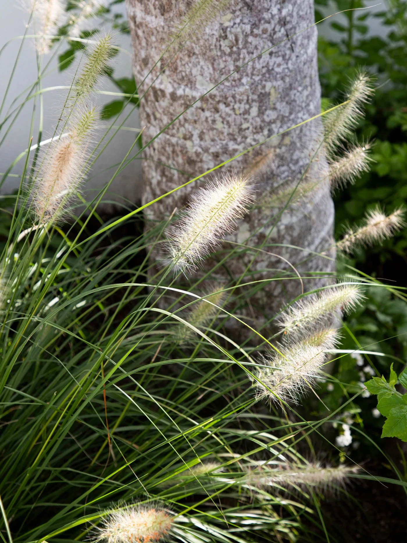 Pennisetum alopecuroides: Fountain Grass — soft arching ornamental grass with feathery plumes, thriving in sunny SEQ gardens and ideal for adding movement and texture.