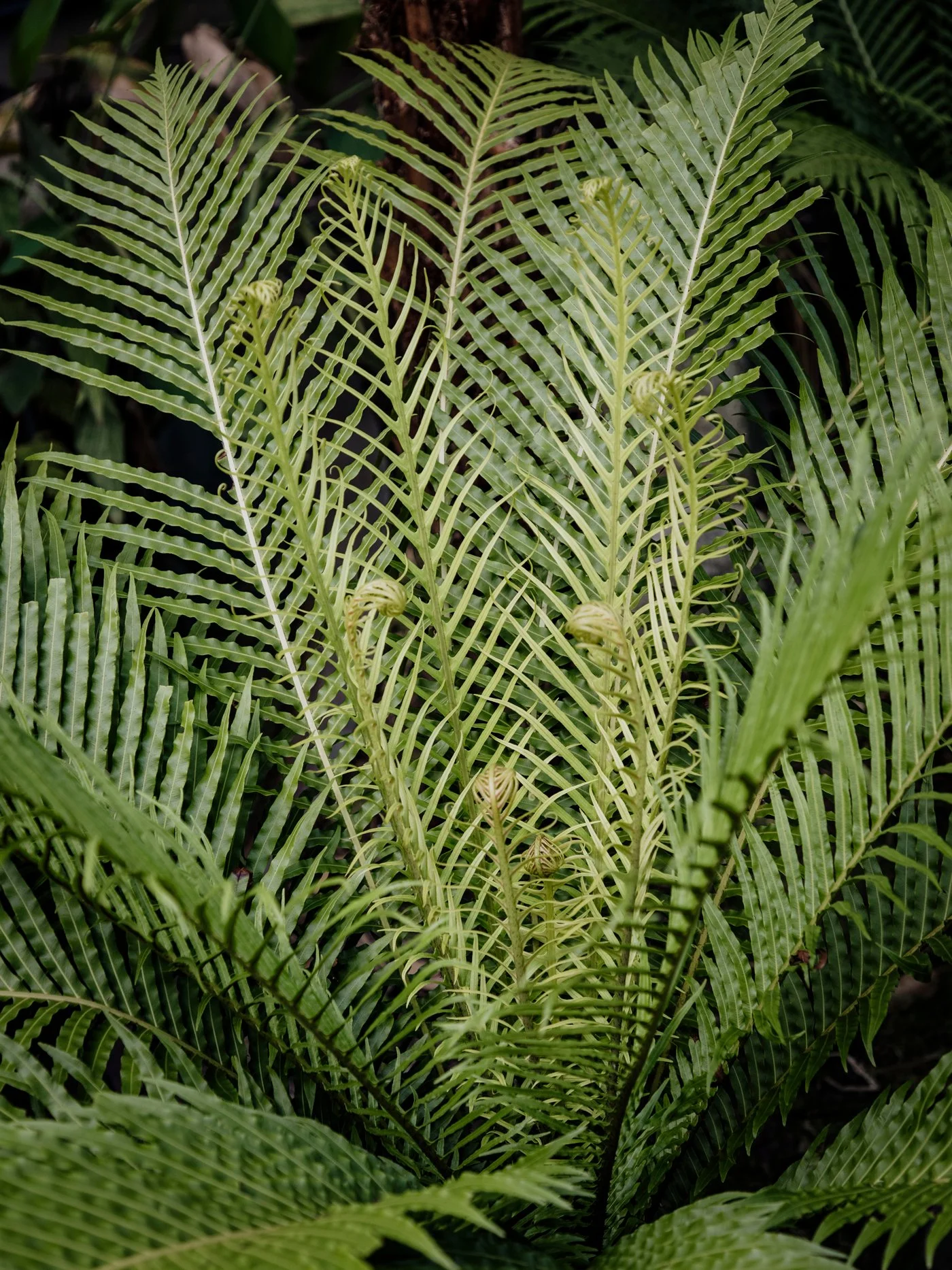 Close-up of Blechnum Silver Lady Fern leaves with young fern fronds unfurling in the center, surrounded by more fern leaves in a natural setting.