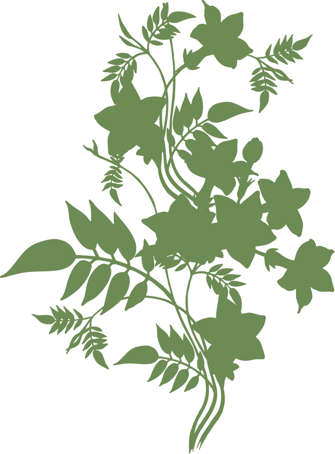 Pandorea