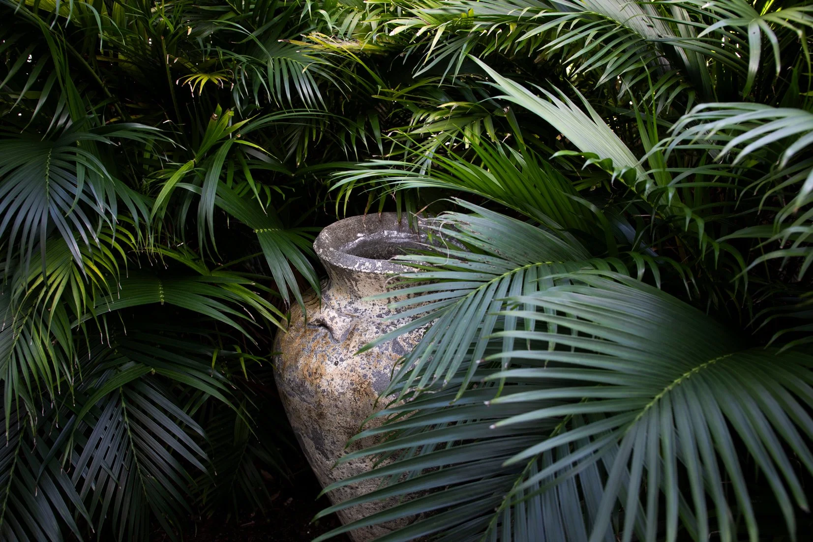 Chamaedorea cataractarum: Cascade Palm — dense clumping palm with soft arching fronds, thriving in shaded, humid SEQ gardens and ideal for tropical layering.