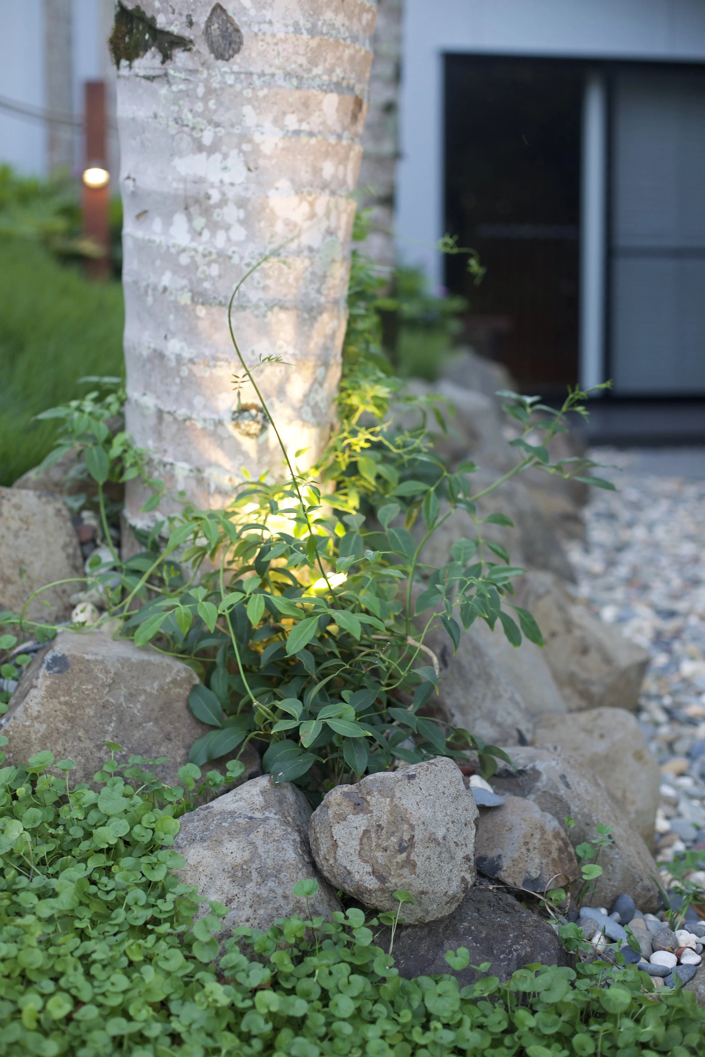 Pandorea — vigorous Australian native climber with glossy green foliage and clusters of trumpet‑shaped flowers, ideal for softening structures and thriving in sunny to partly shaded SEQ gardens.