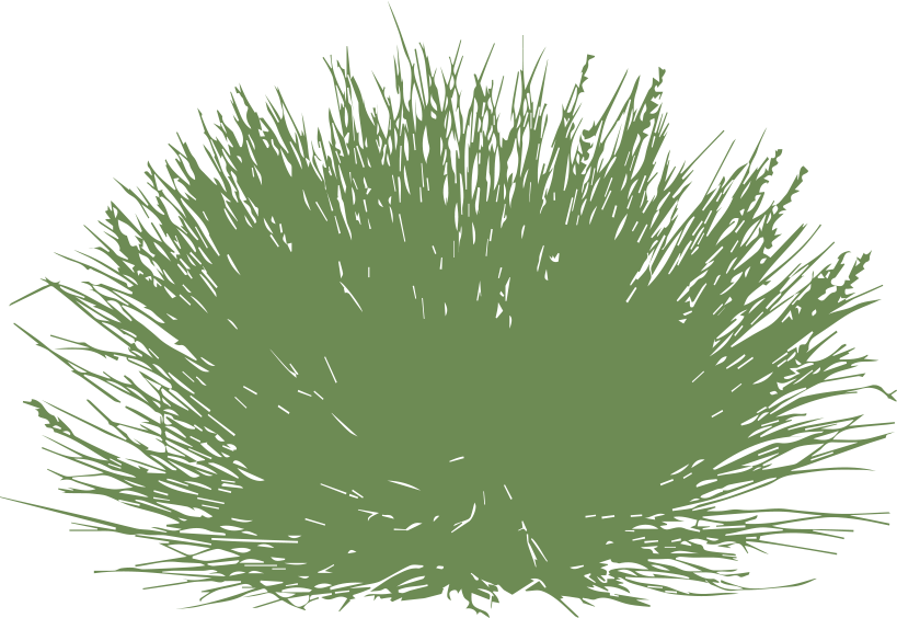 Zoysia matrella